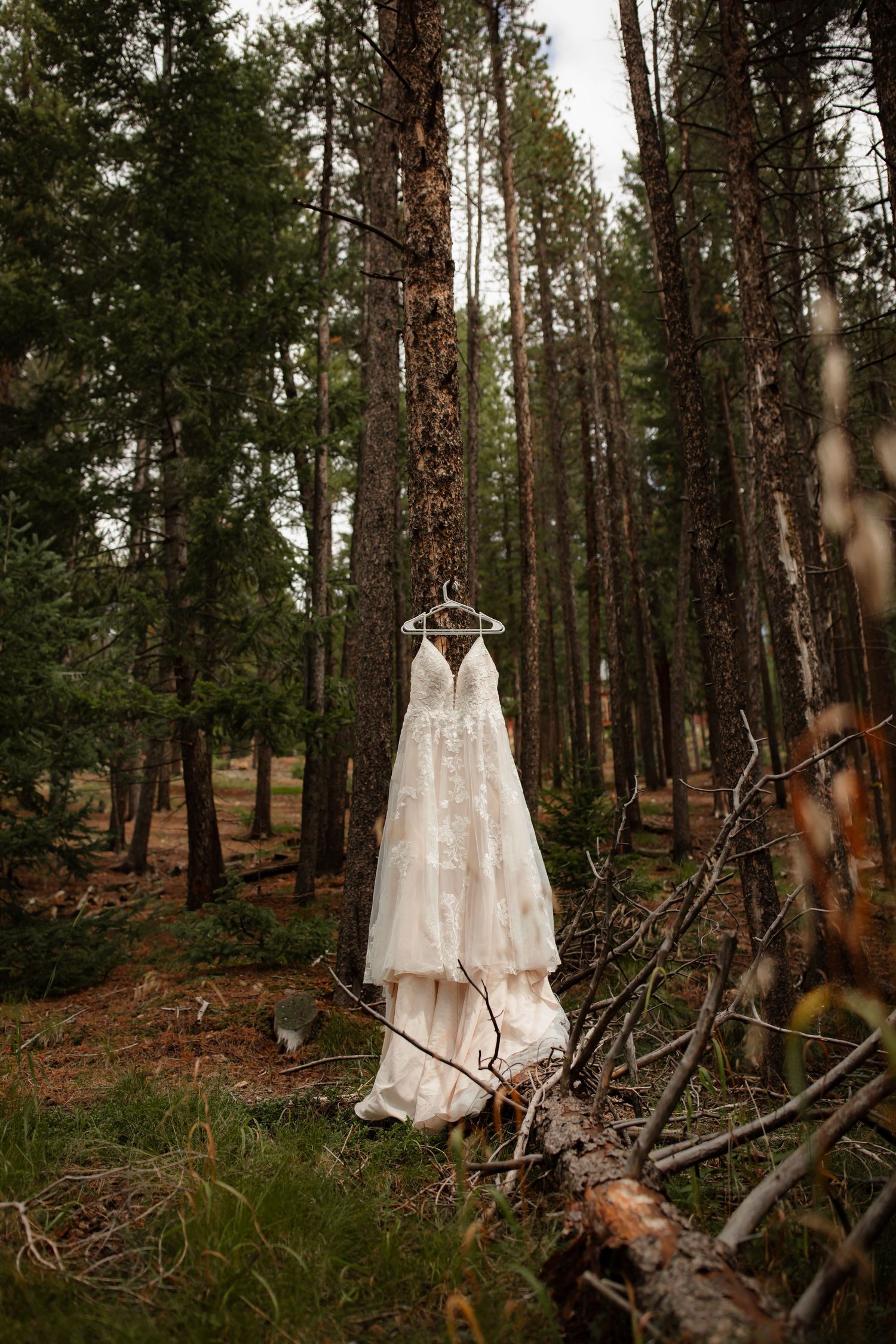 A white lace wedding dress hangs elegantly from a tree branch in a serene pine forest setting.