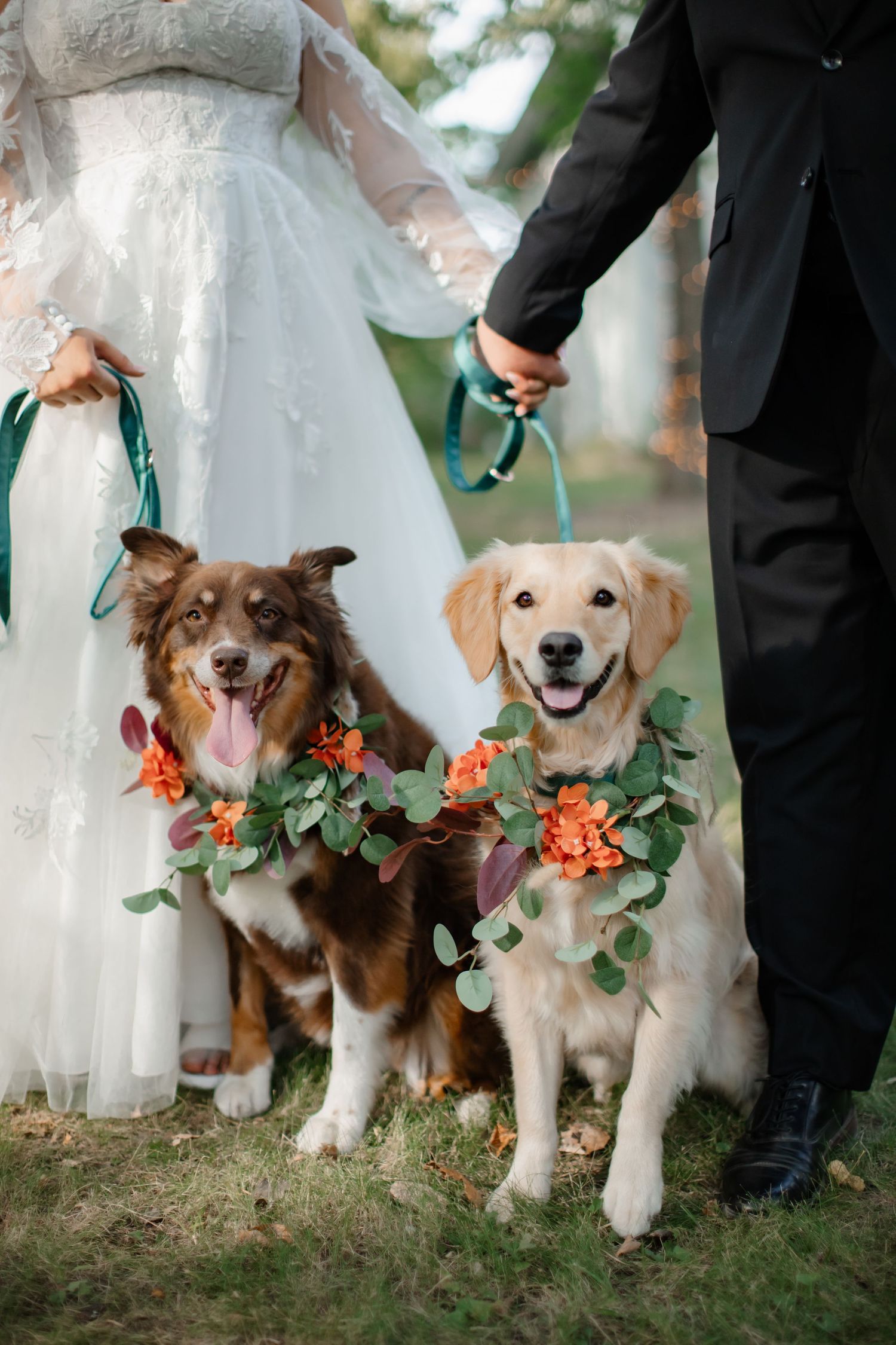 Two adorable dogs wearing floral collars and serving as ring bearers at an outdoor wedding.
