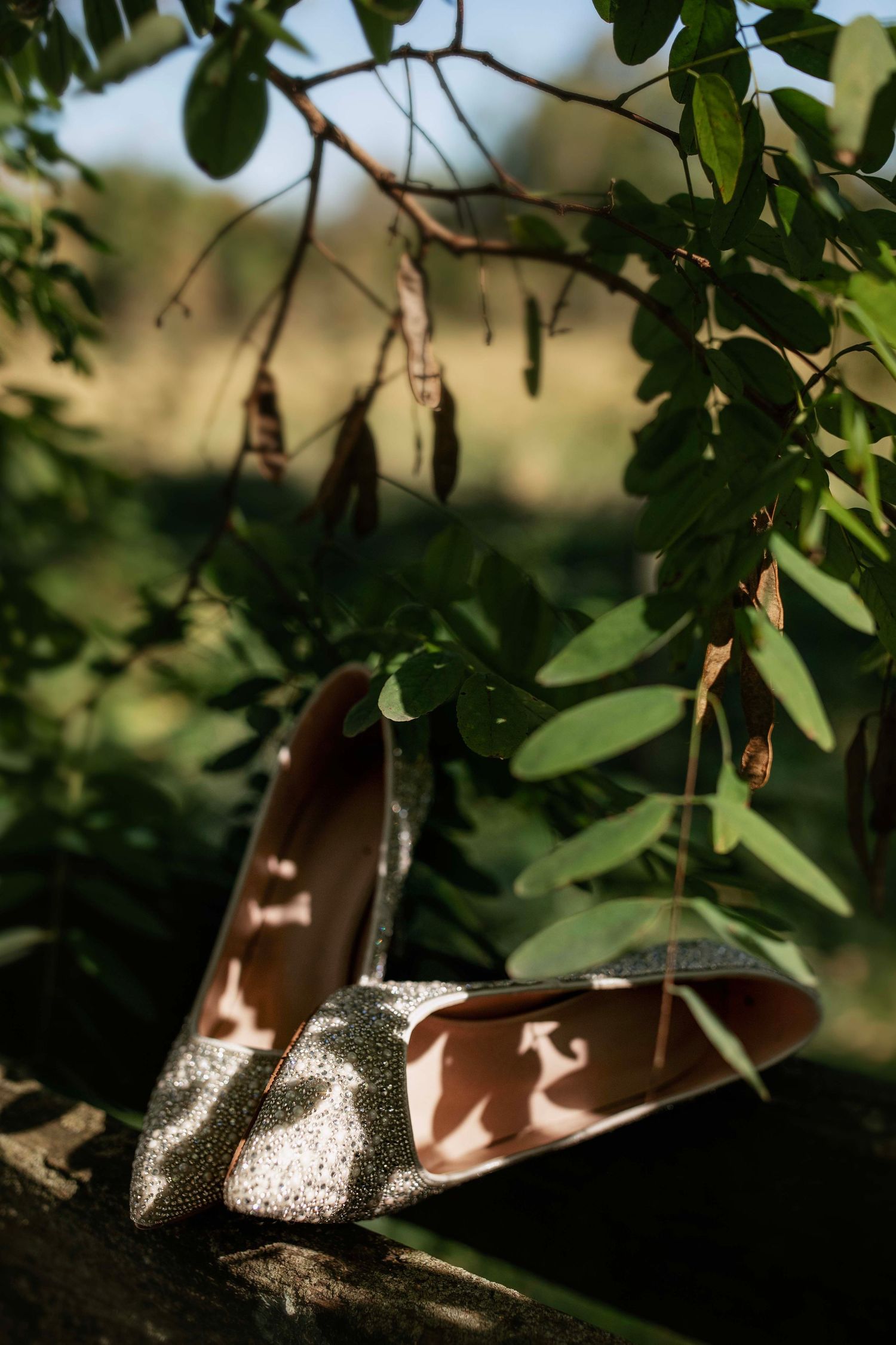Sunlight filters through green leaves casting dappled shadows on a wooden surface below.