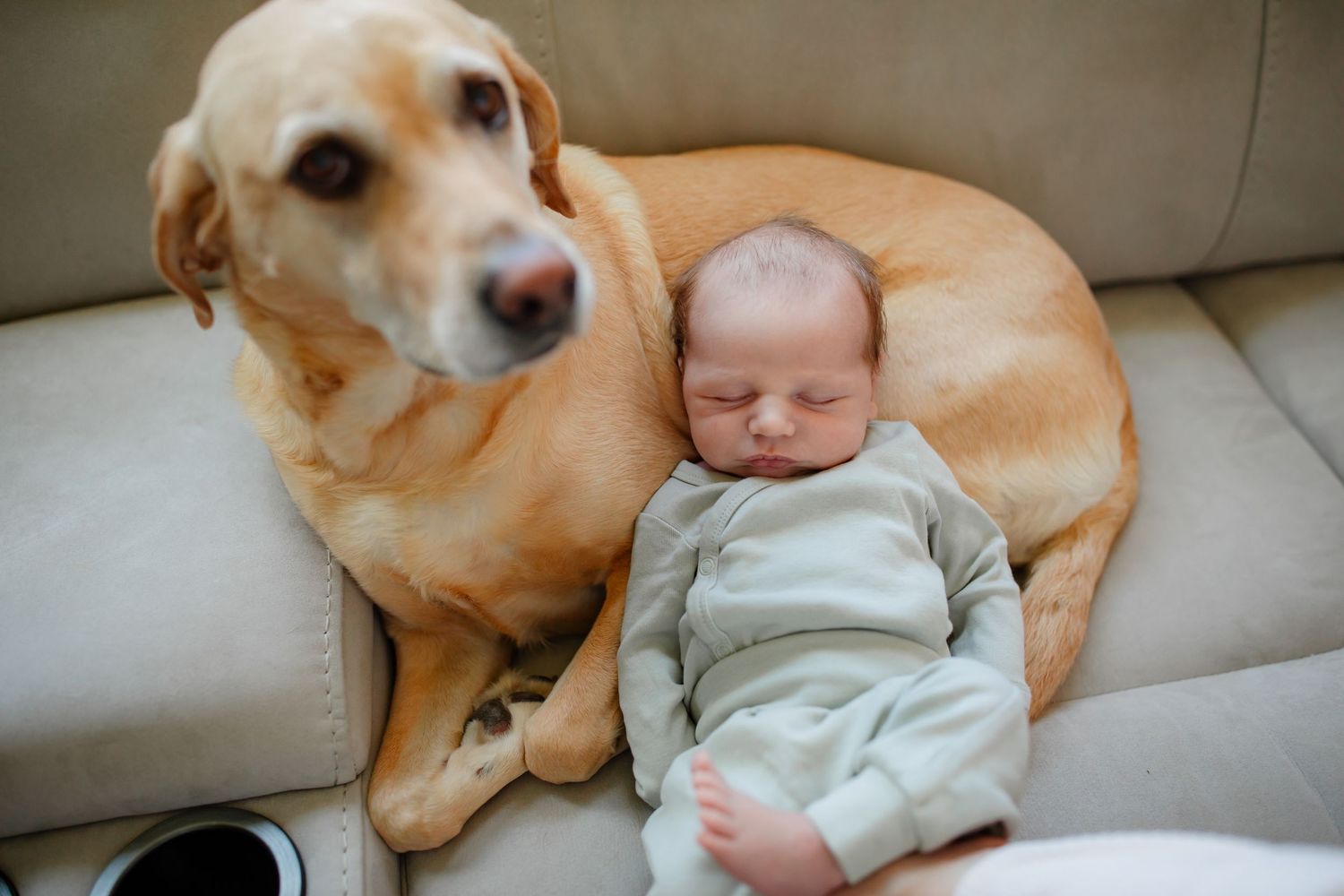 A golden retriever dog lies protectively next to a sleeping baby on a couch.
