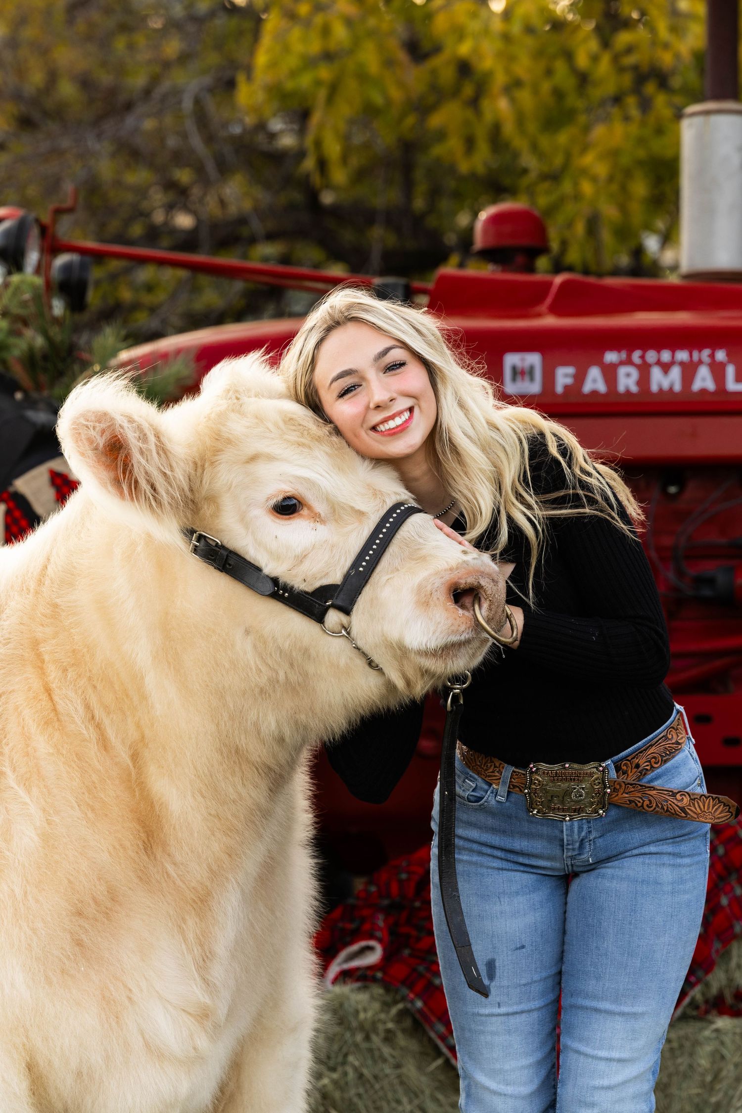 Cream-colored show cow poses with handler by red vintage tractor during autumn photoshoot.