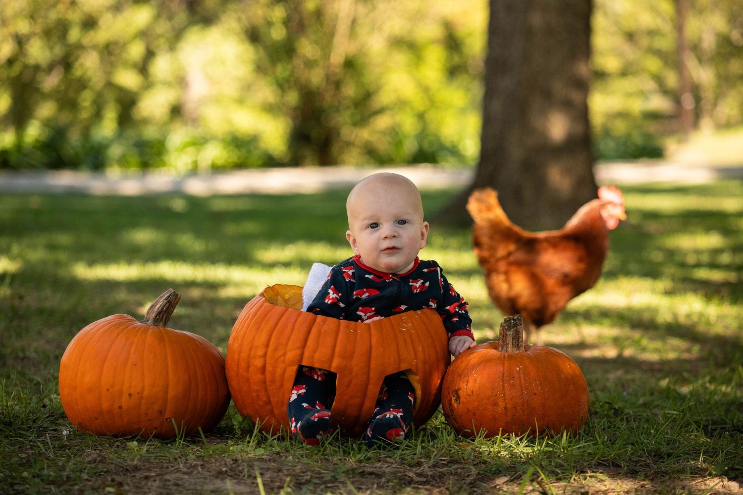 Baby sitting in pumpkin with orange pumpkins and rooster in background on sunny day.