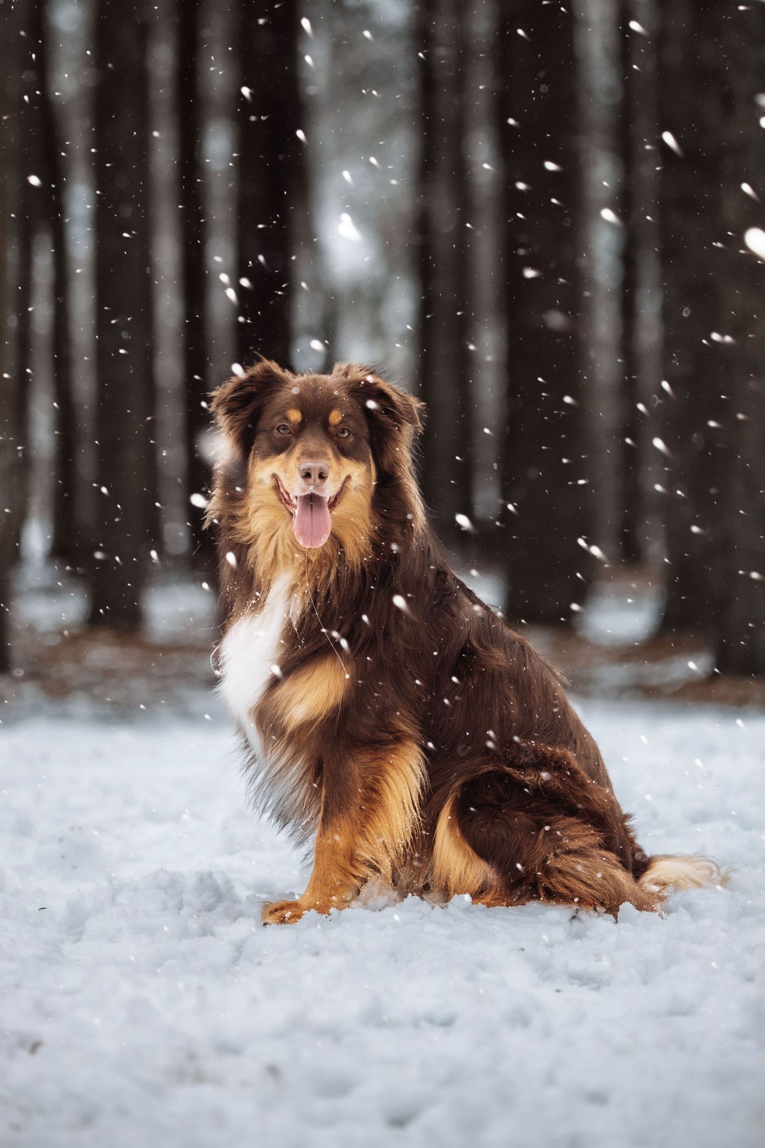 An Australian Shepherd dog sits happily in the snow while snowflakes fall in a misty forest.