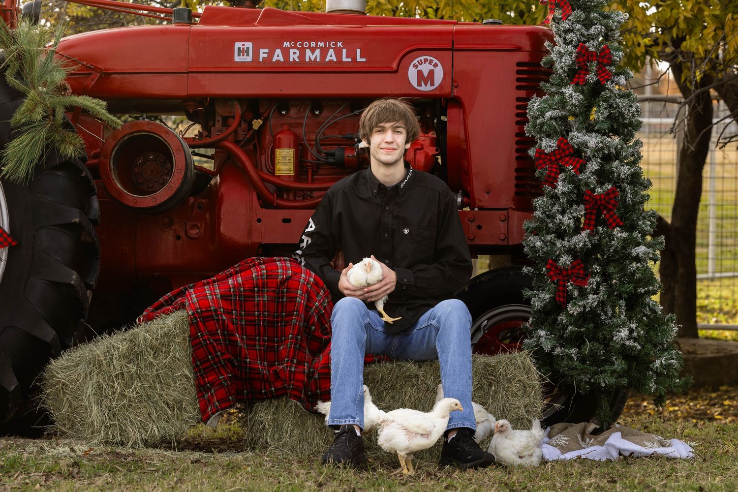 Holiday portrait setup with red vintage tractor, Christmas tree, and livestock.