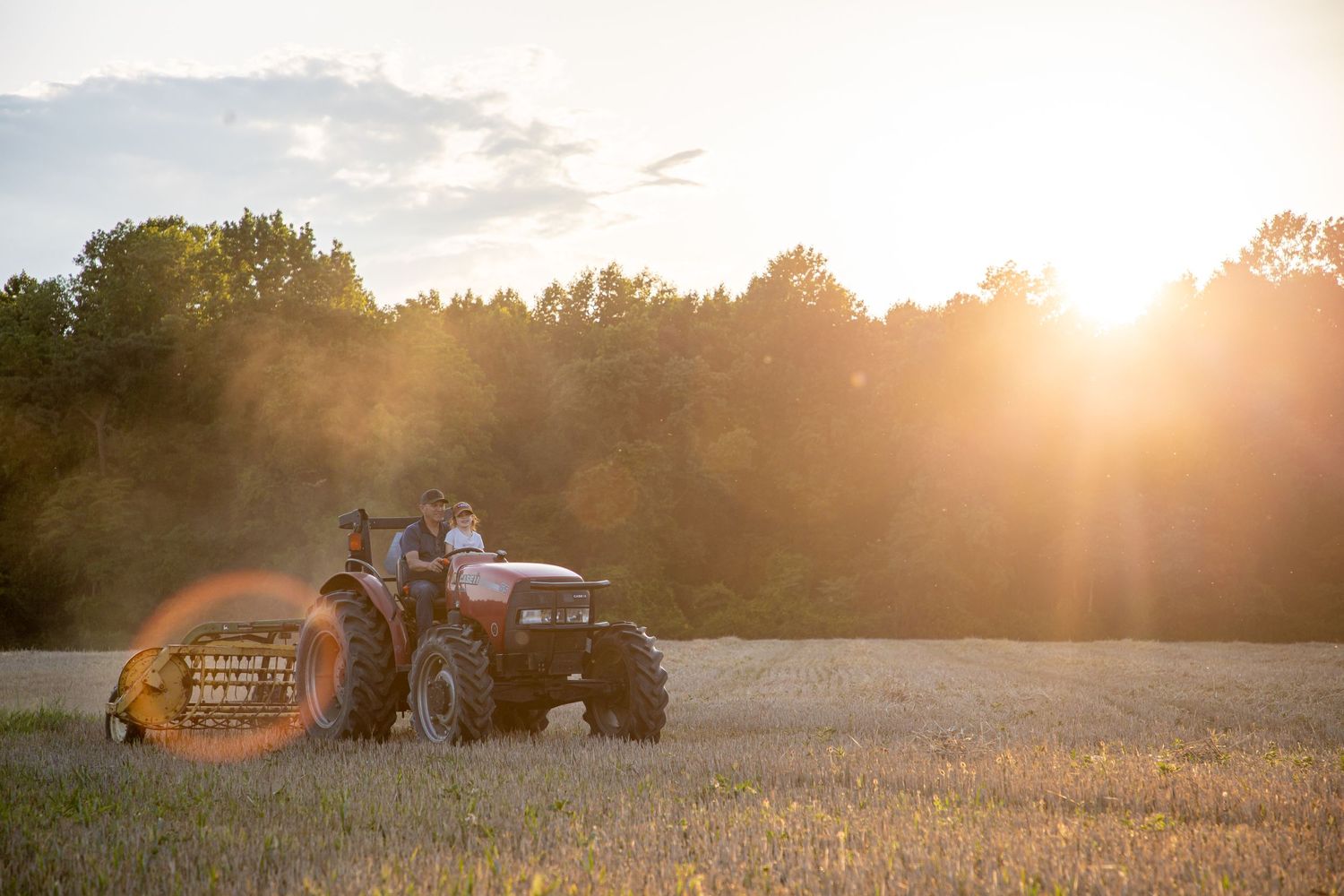 Grandfather harvesting hay on a case international tractor in a field as the sun sets behind them with a touch of sun glare