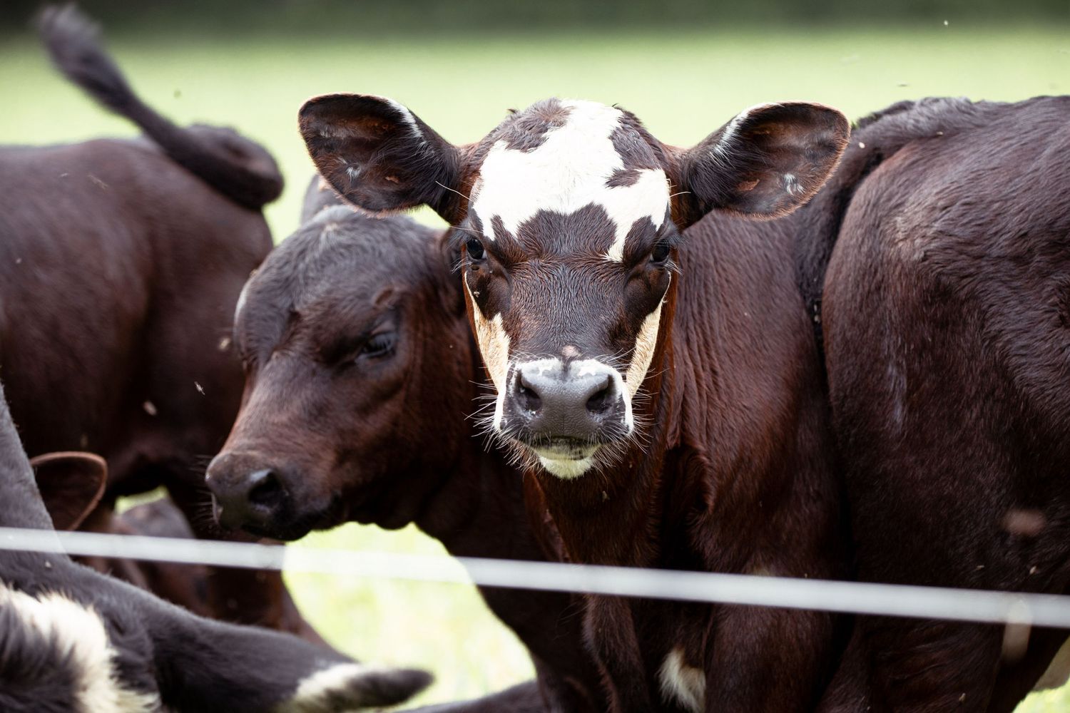 cows on the farm, sussex county, delmar delware, farm life