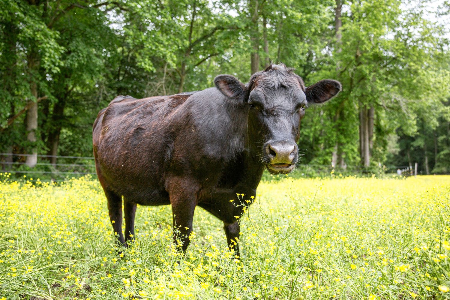 mama cow in the buttercups sussex county, delmar delaware, farm life
