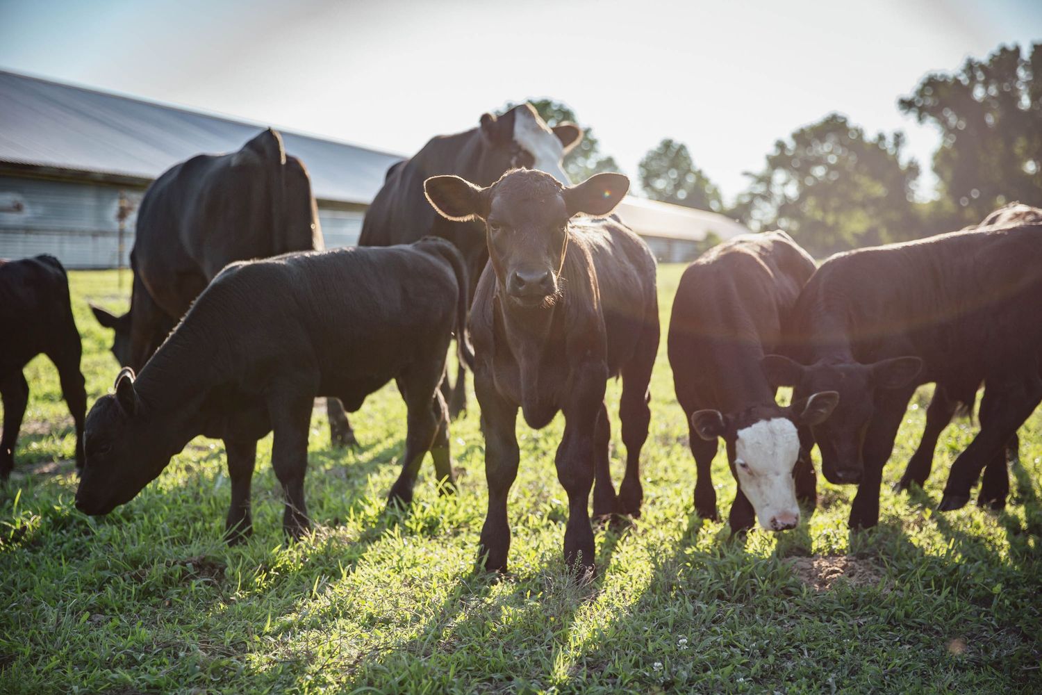 new cows on the farm check out my blog sussex county delmar delaware otter creek acres photography by ashley chance