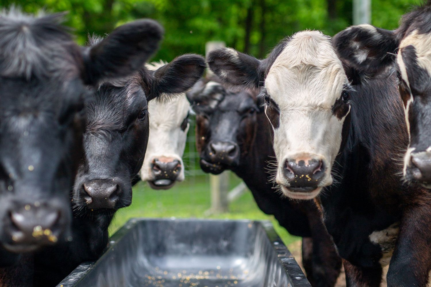 six cows facing the canon camera after they finished eating a feeding trough of corn this photo also won runner up in a photo contest.