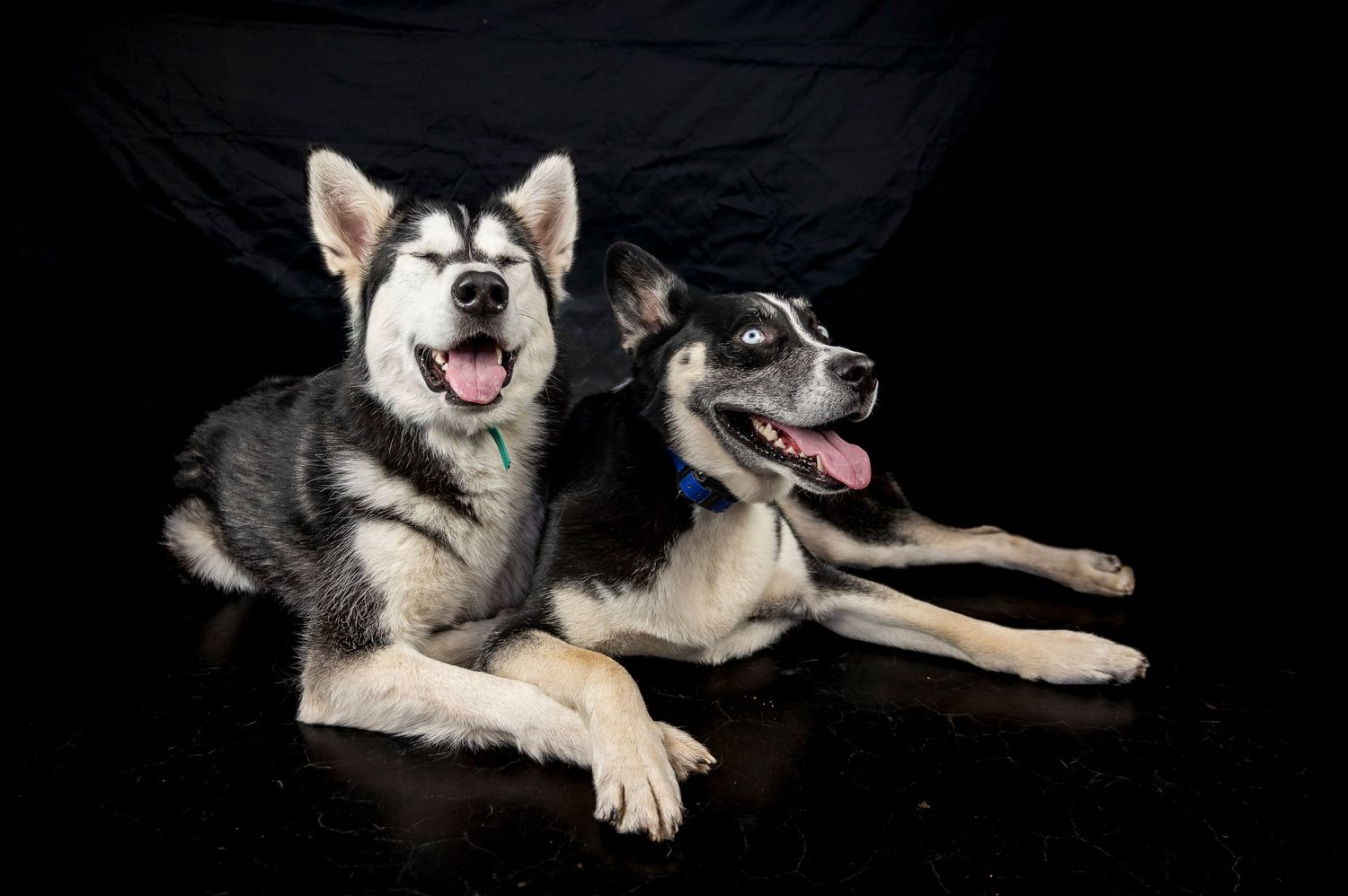 Two Husky dogs lying together and smiling against a black background.