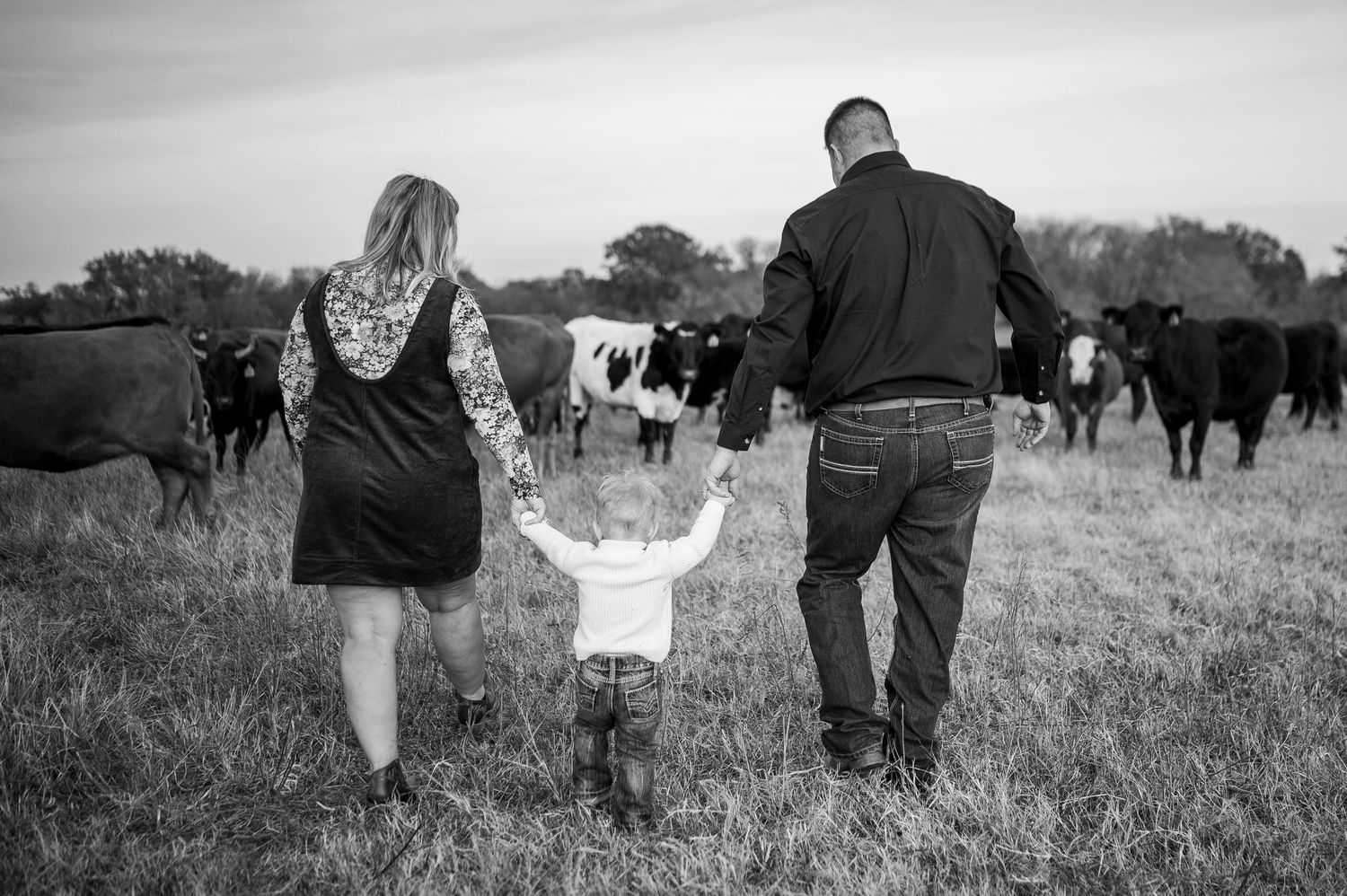 Black and white photo of a family holding hands walking toward cattle in a grassy field.