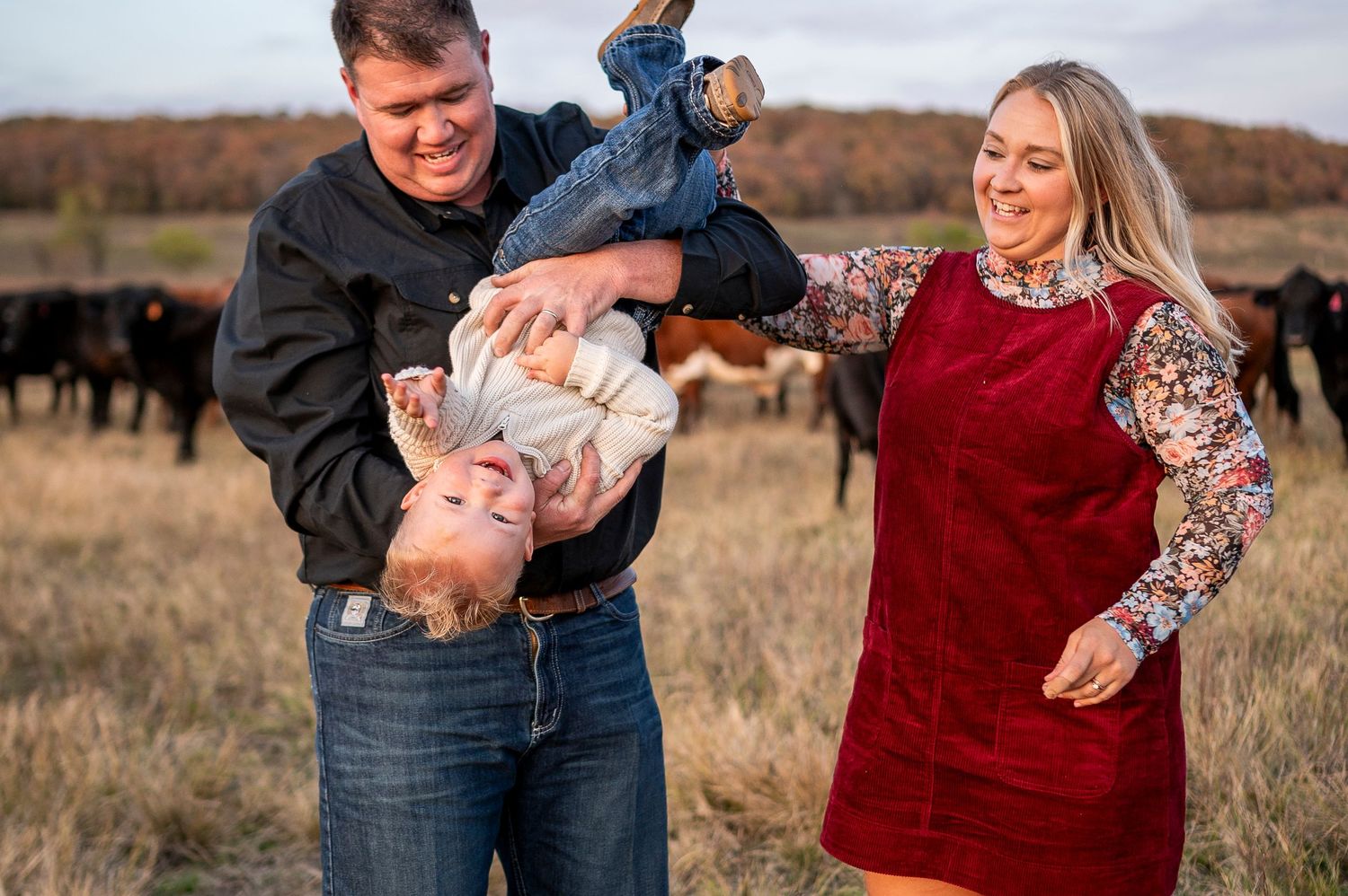 Laughing parents playfully flip their toddler upside down in a field with cattle in background.