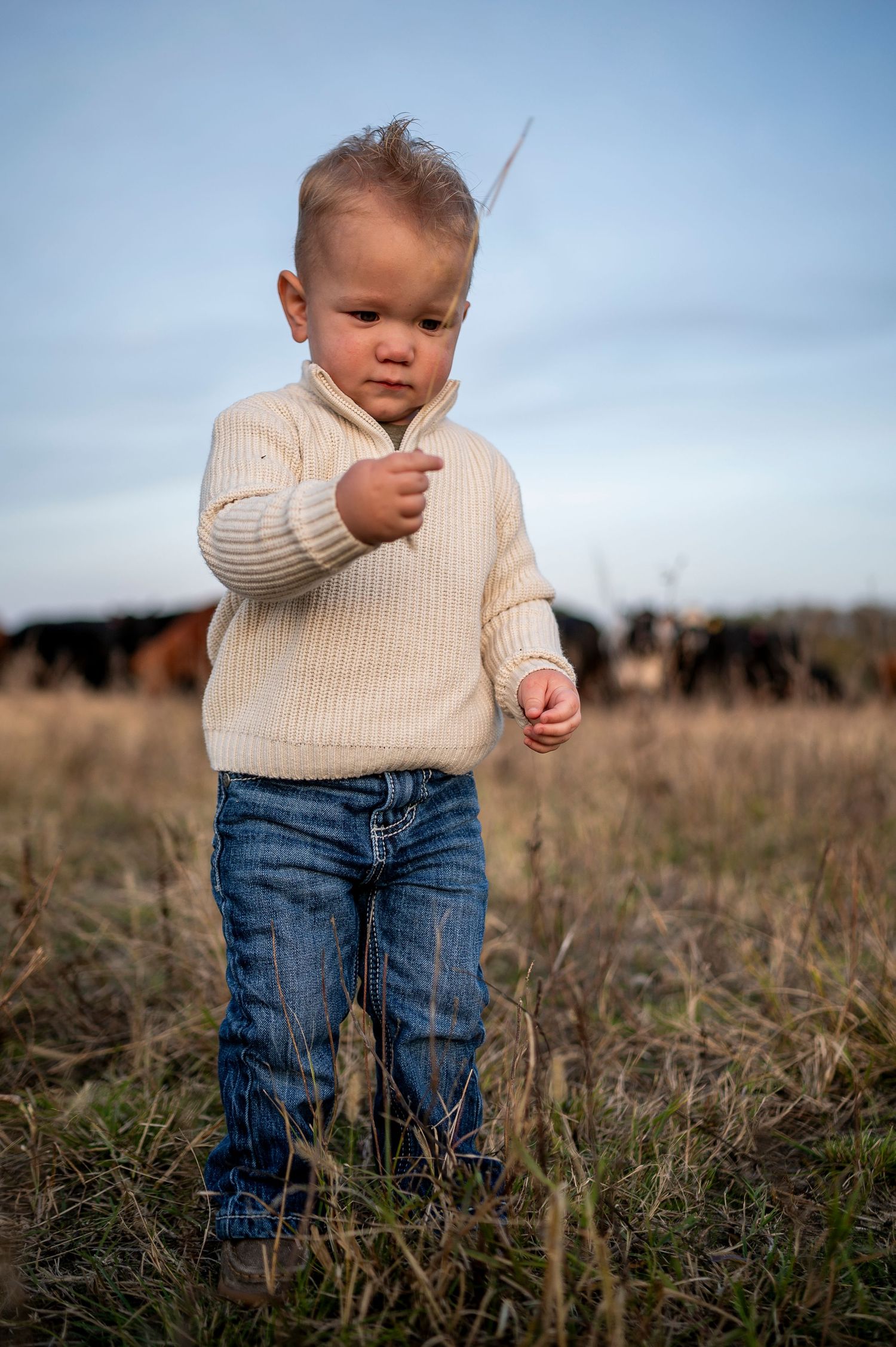 Toddler boy in cream sweater and jeans standing in a grassy field with cattle grazing in the background.