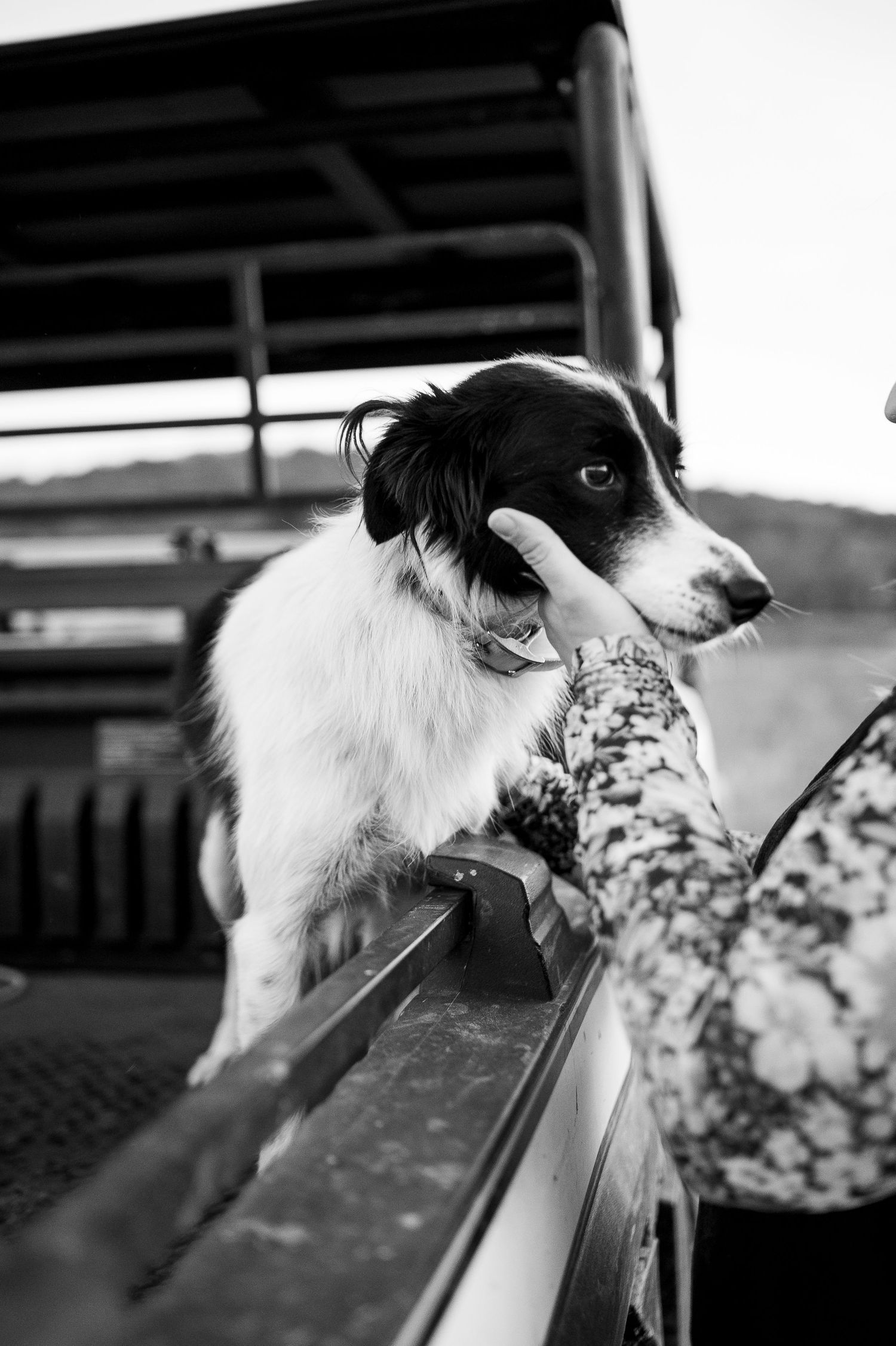 Black and white photo of a Border Collie dog in a truck bed being petted by a person.