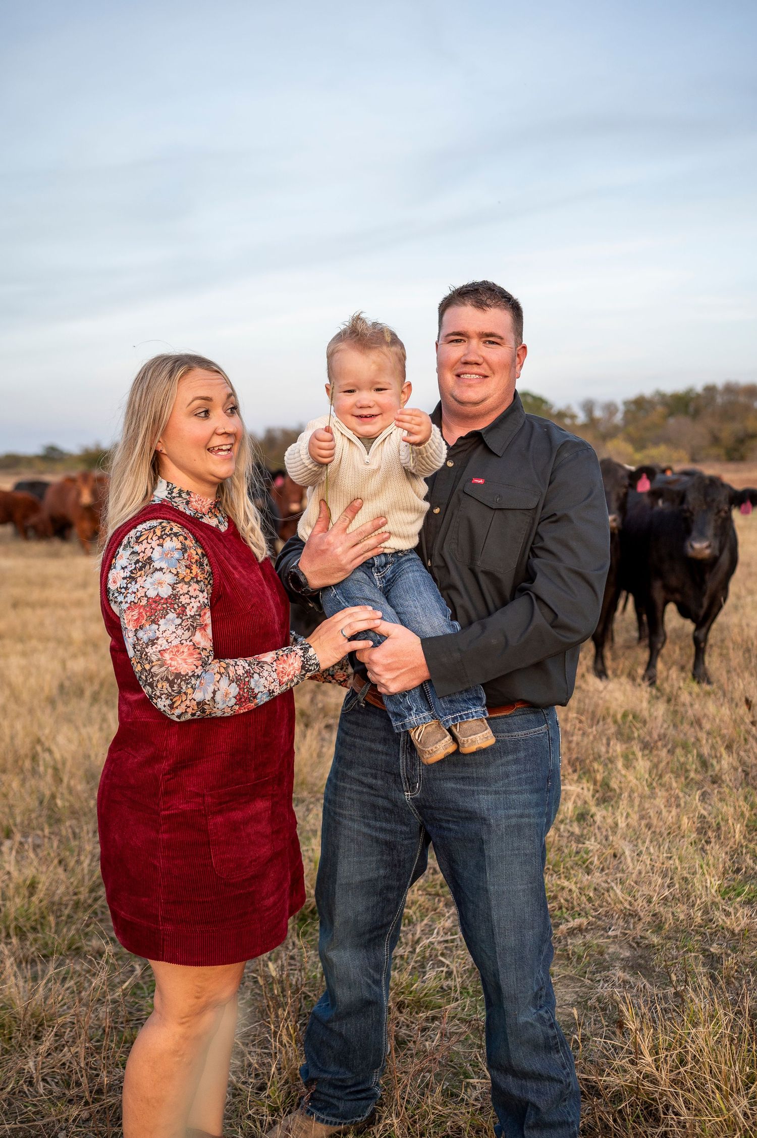 Family of three posing in a field with black cattle, woman in red dress, man in black shirt holding toddler.