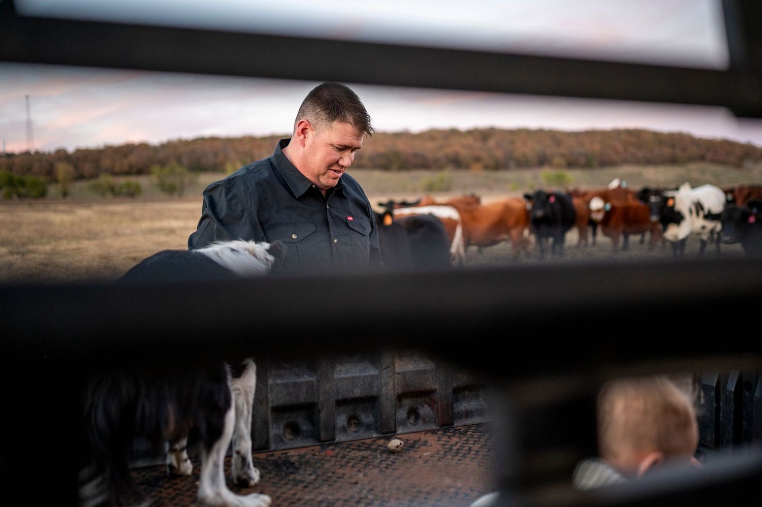 Farmer in dark jacket uses laptop while managing cattle herd in outdoor pen with rolling hills in background.