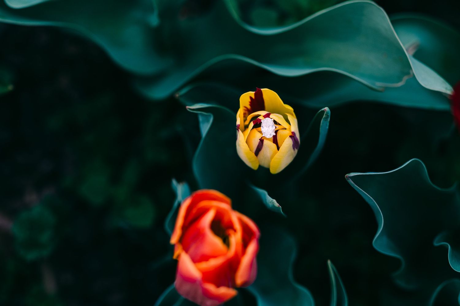 A vibrant yellow tulip blooms among dark green leaves with a red tulip visible in the background.