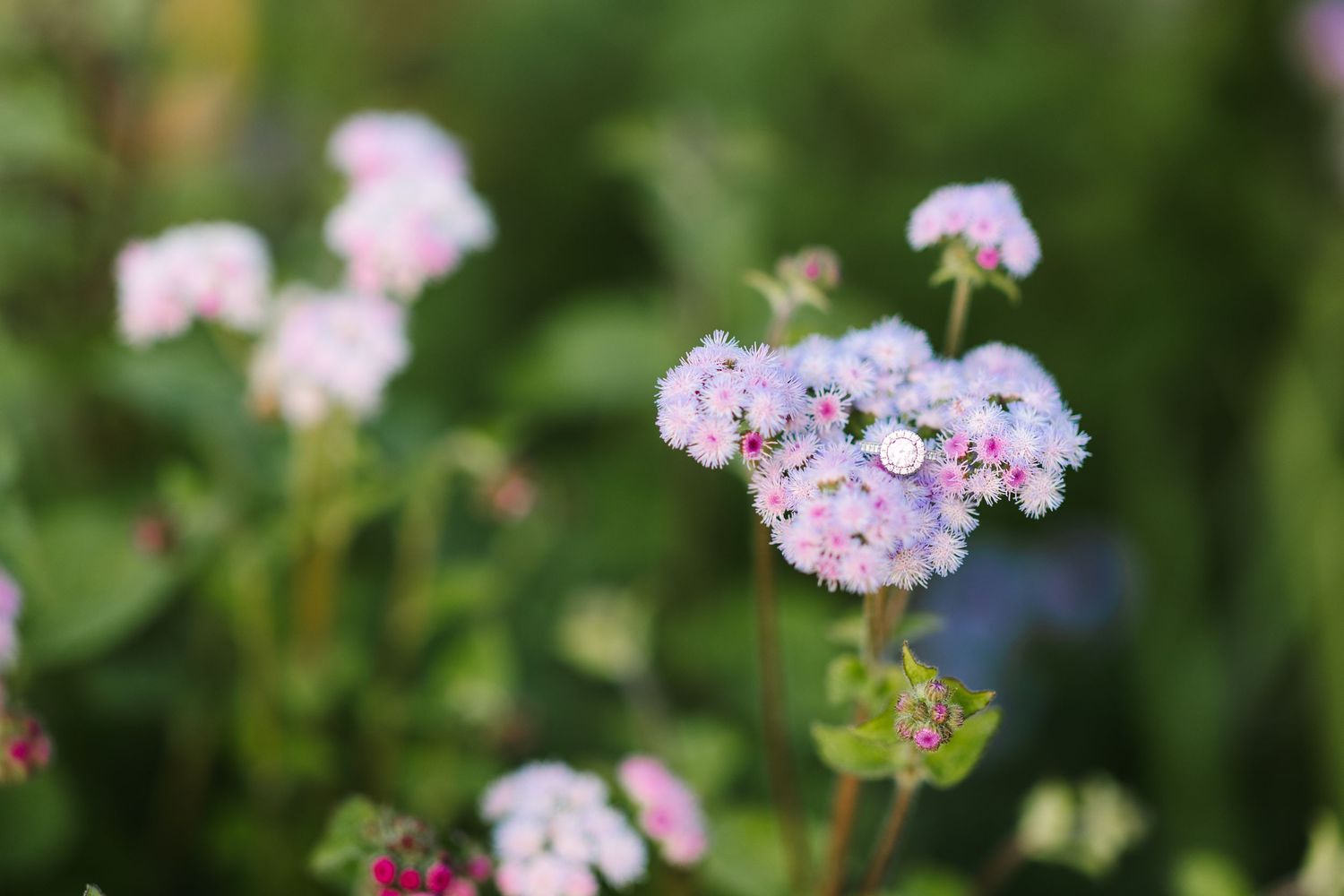 Delicate light pink wildflowers blooming in a lush green garden setting.