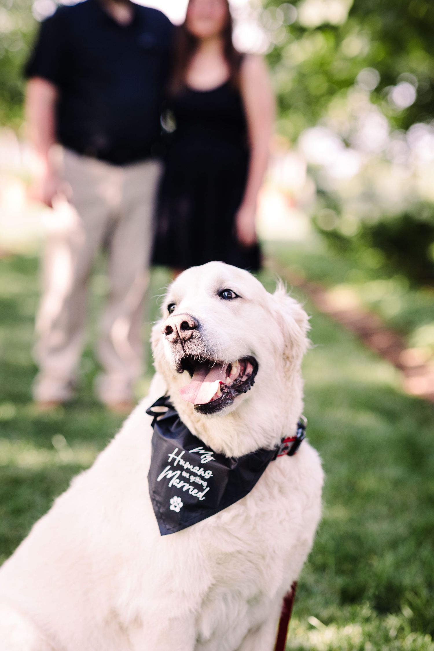 A happy white Golden Retriever wearing a black bandana reading My Humans Are Getting Married sits outdoors.
