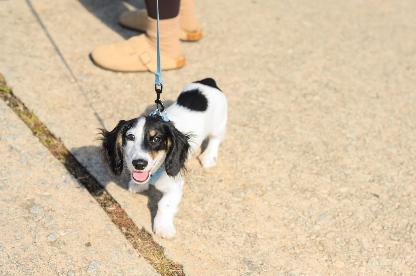 Adorable black and white Cocker Spaniel puppy on leash walking on sunny pavement.
