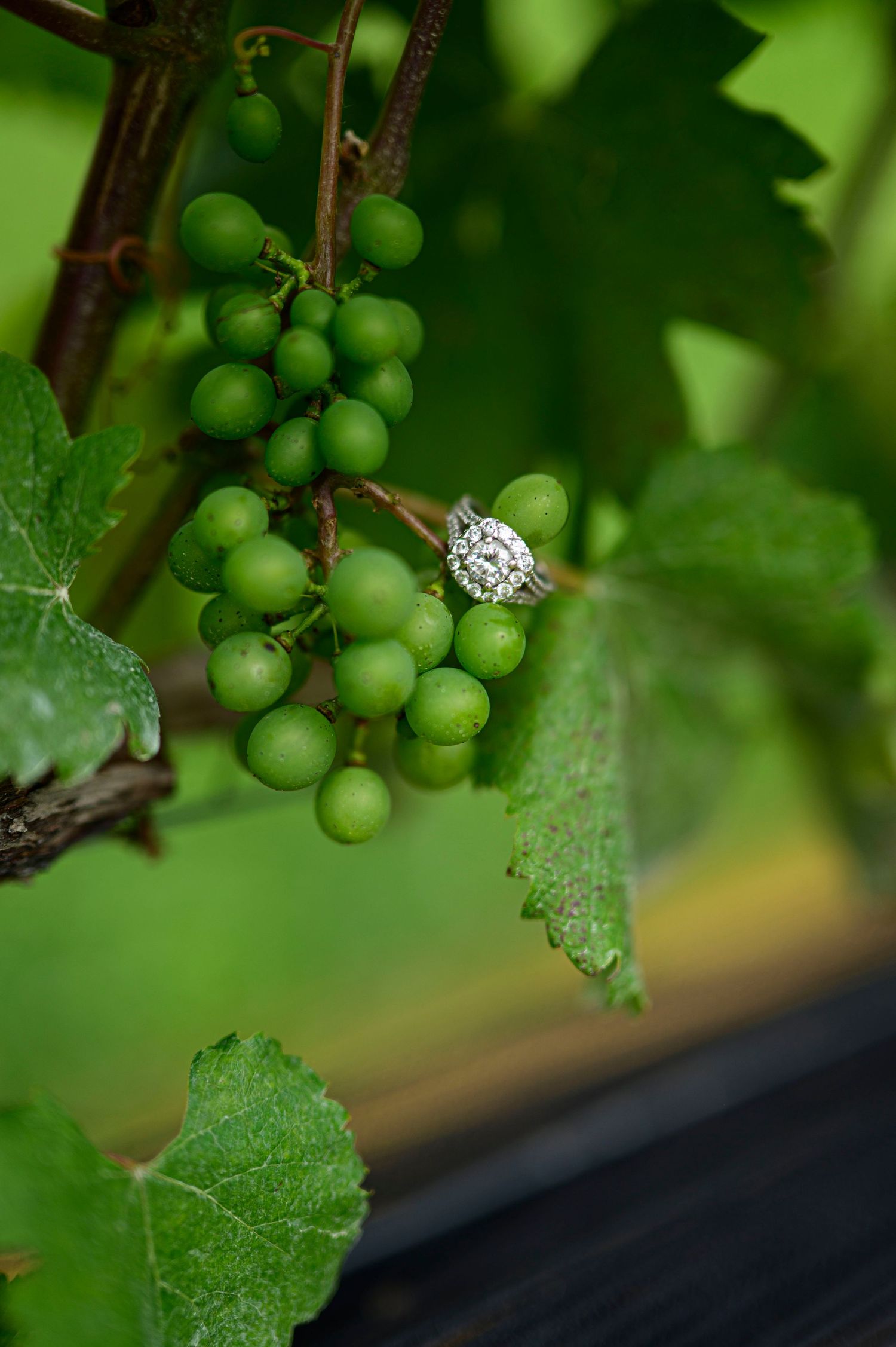 Diamond engagement ring placed on a cluster of unripe green grapes hanging from a lush vineyard vine.
