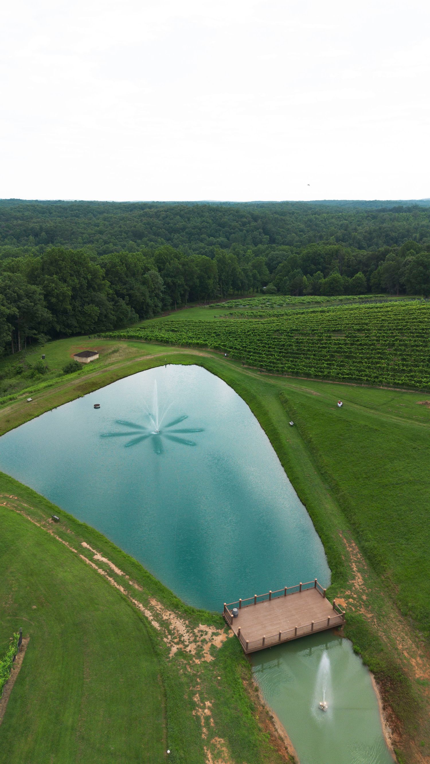 Aerial view of a turquoise pond with fountain beside vineyard rows and lush green forest in rural countryside.