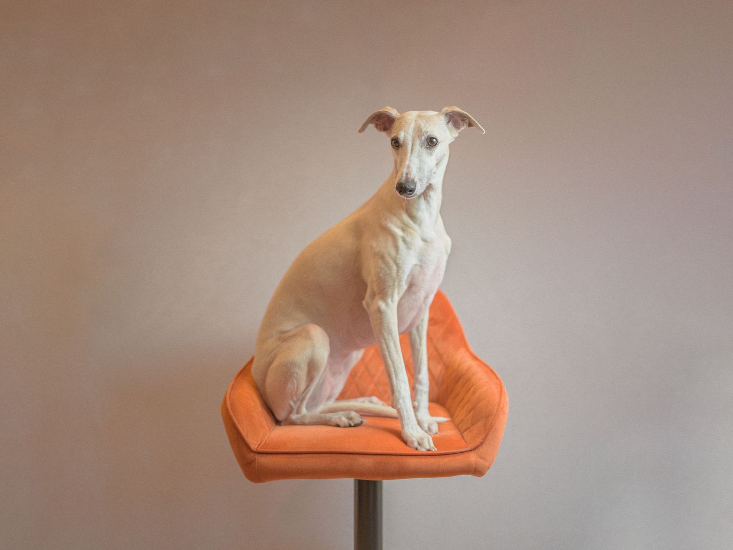 Elegant white Greyhound dog sitting gracefully on an orange pedestal against a beige background.
