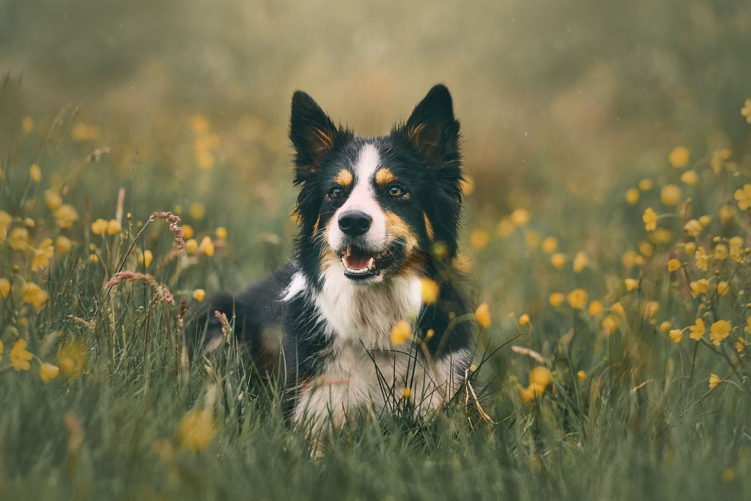 A happy tri-color Border Collie dog sits among vibrant yellow wildflowers in a lush green meadow.