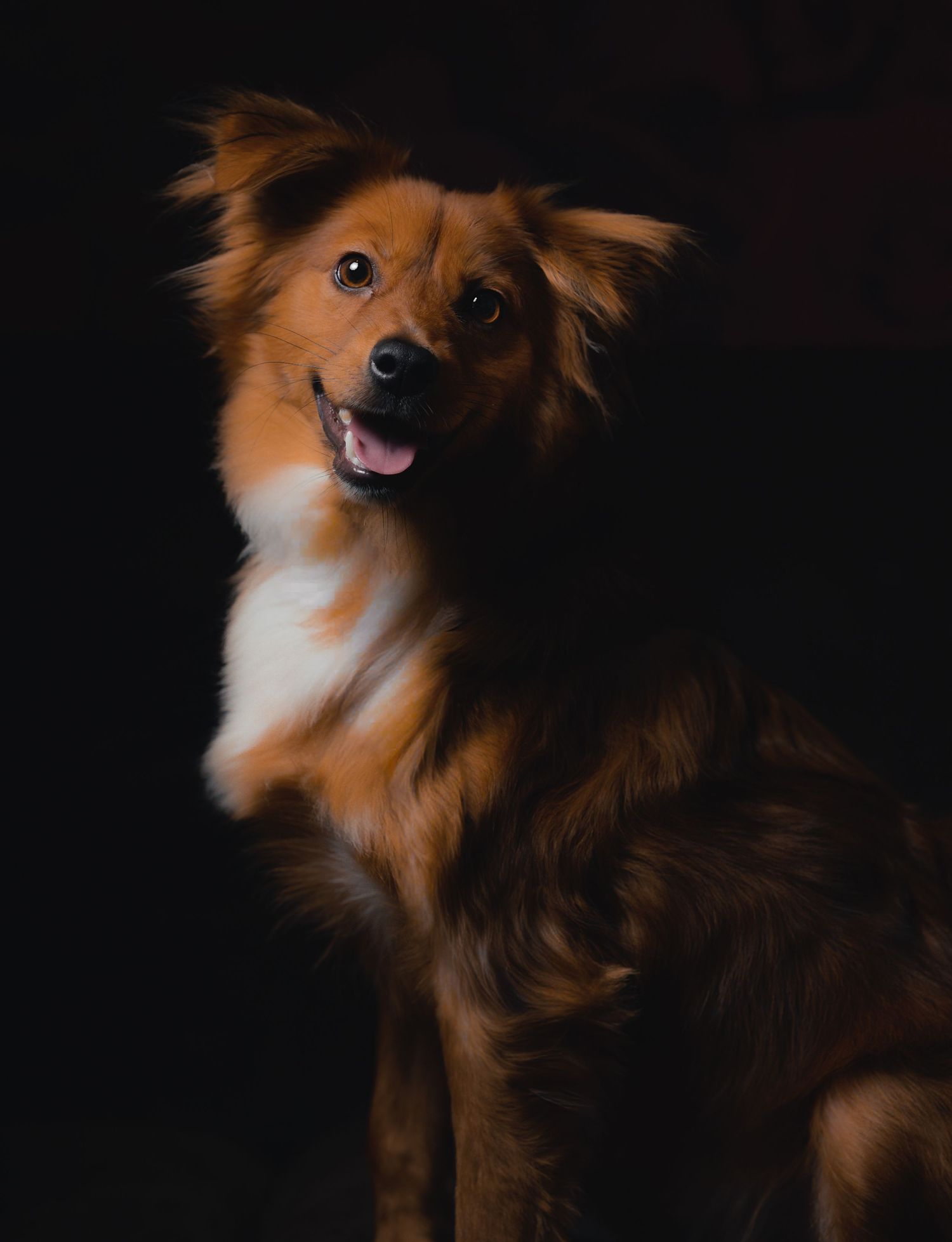 Happy brown and white mixed breed dog smiling against a black background.
