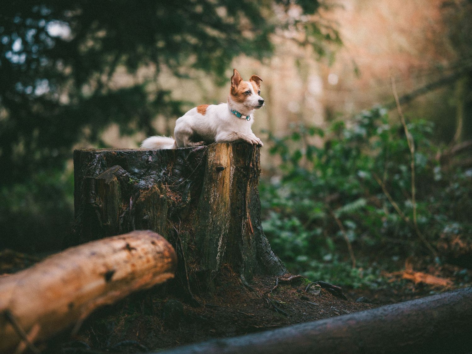 Small Jack Russell Terrier puppy perched on a tree stump in a lush green forest.