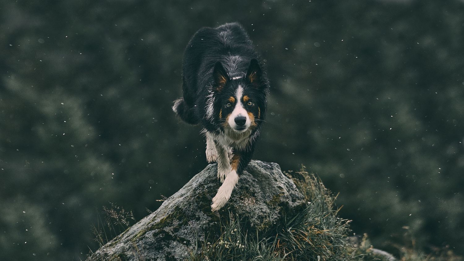 A black and white Border Collie dog stands on a mossy rock in misty outdoor conditions.