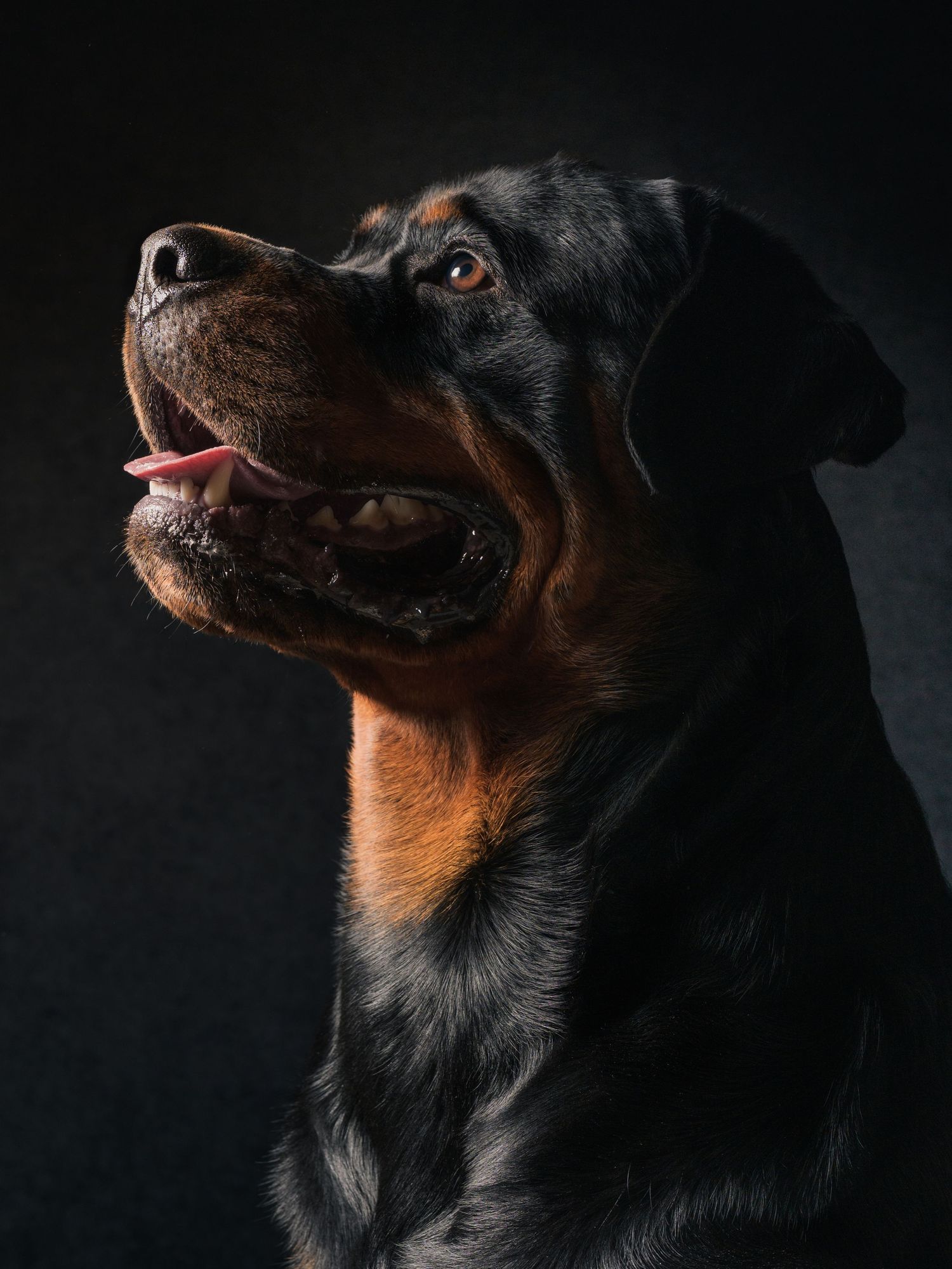 A majestic Rottweiler dog with tongue out looks upward dramatically against a dark studio background.