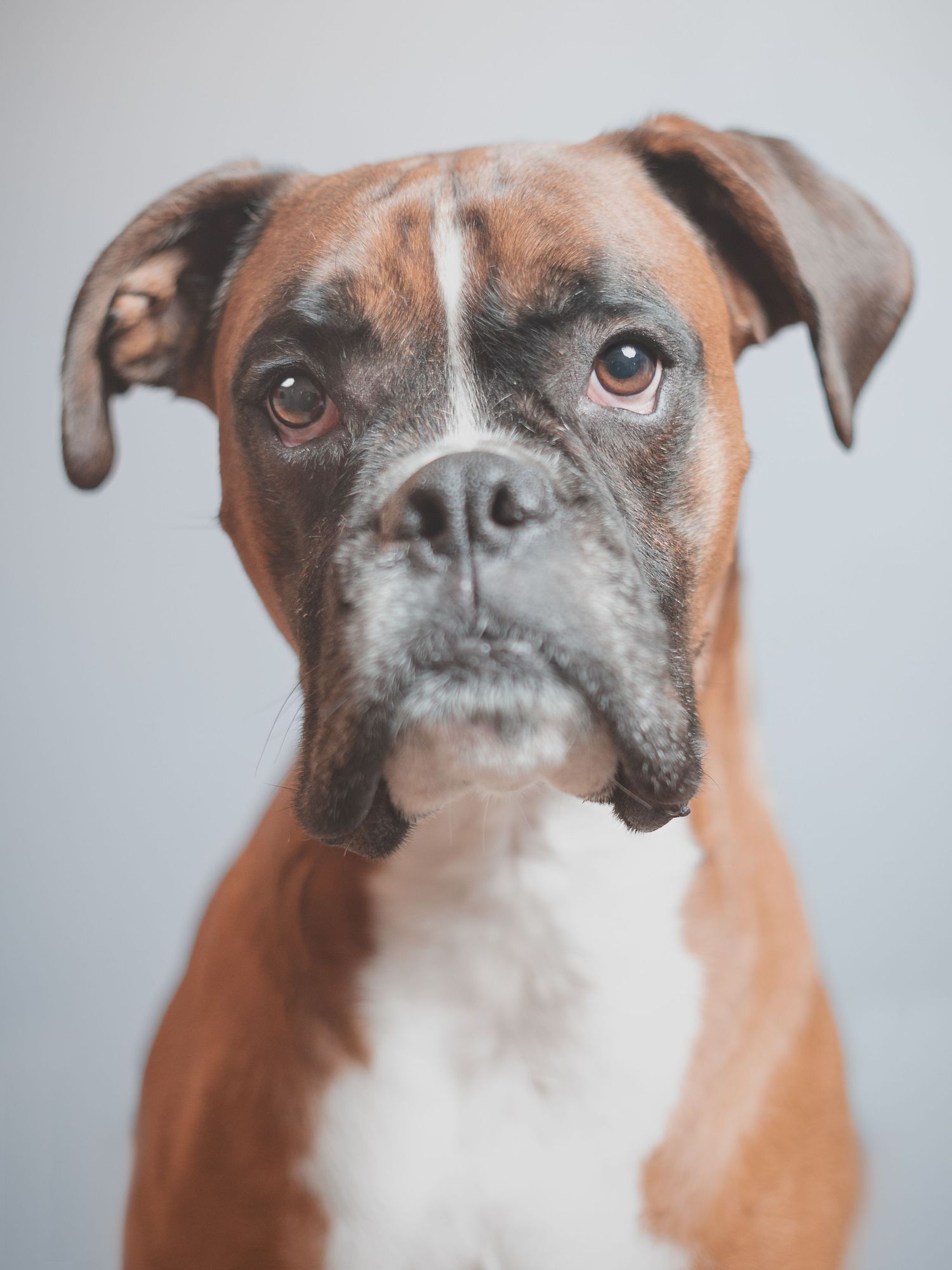 Close-up portrait of a brown and white Boxer dog with soulful eyes against a light gray background.