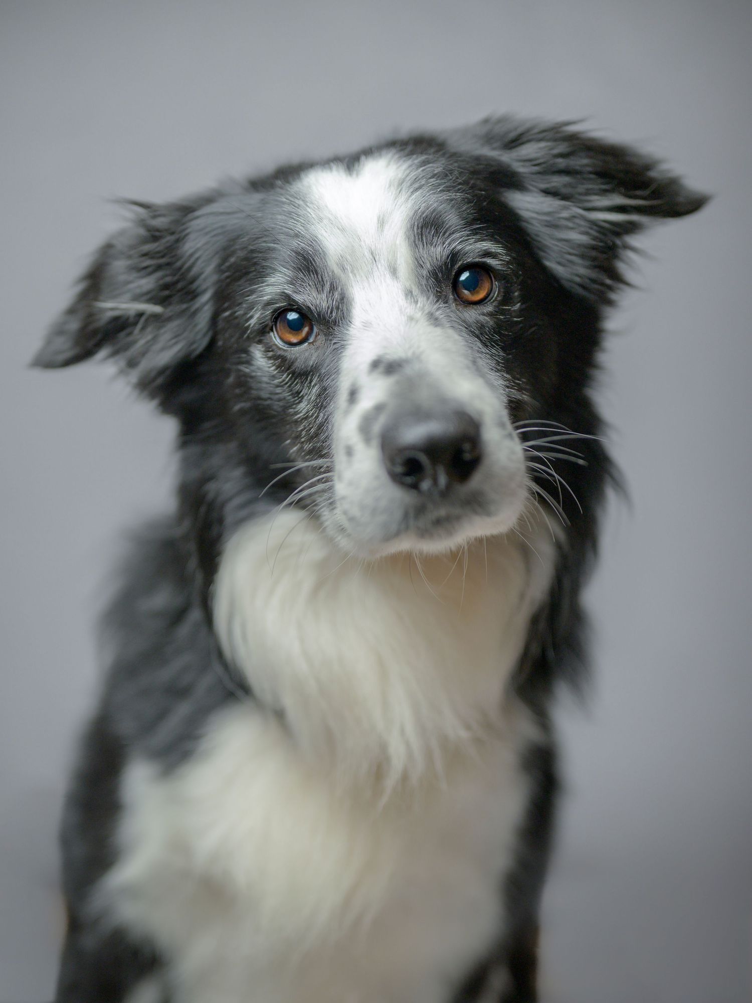 Black and white Border Collie dog with amber eyes posing against a light gray studio background.