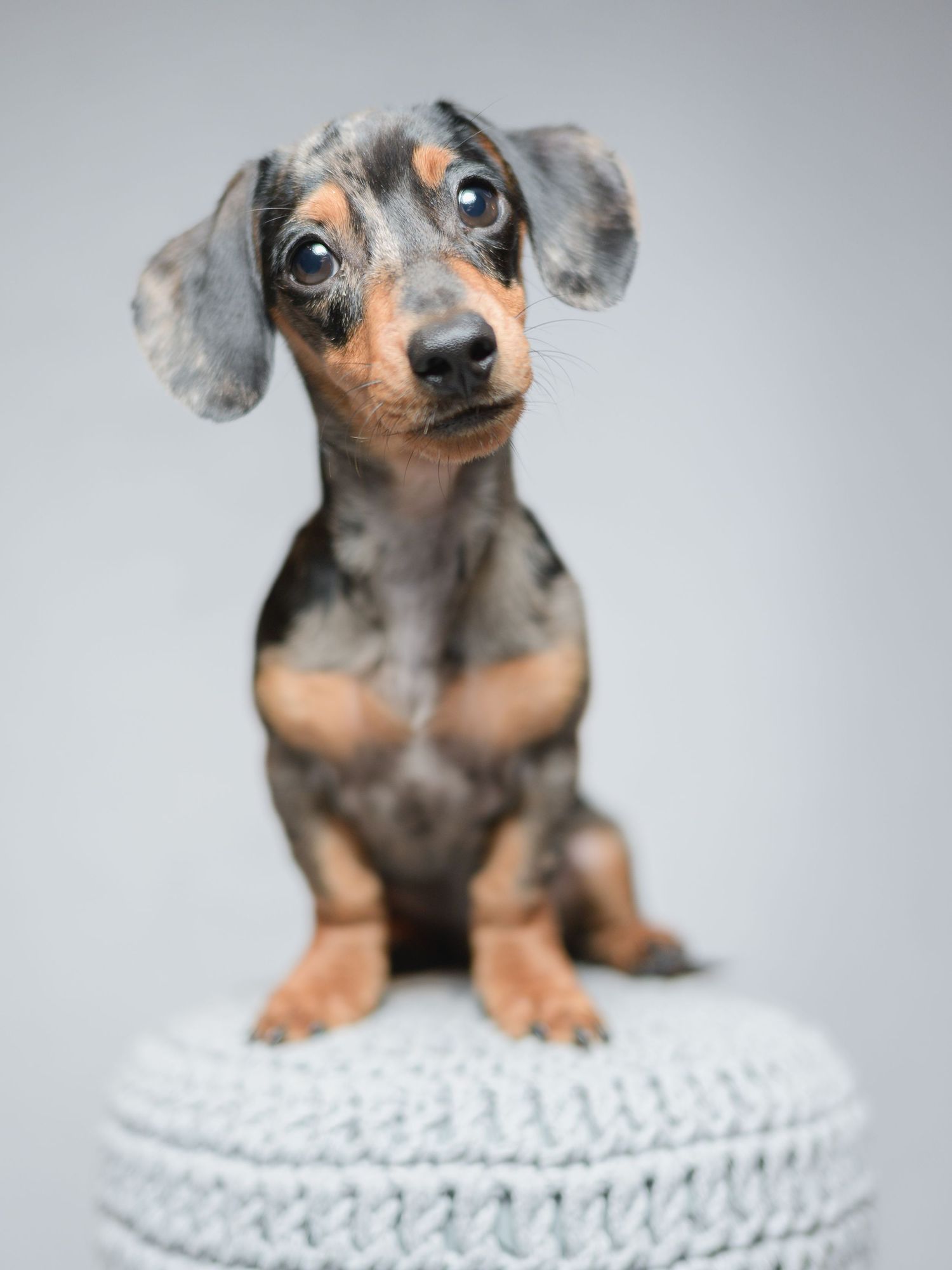 An adorable dapple Dachshund puppy sits on a knitted stool against a soft gray background.