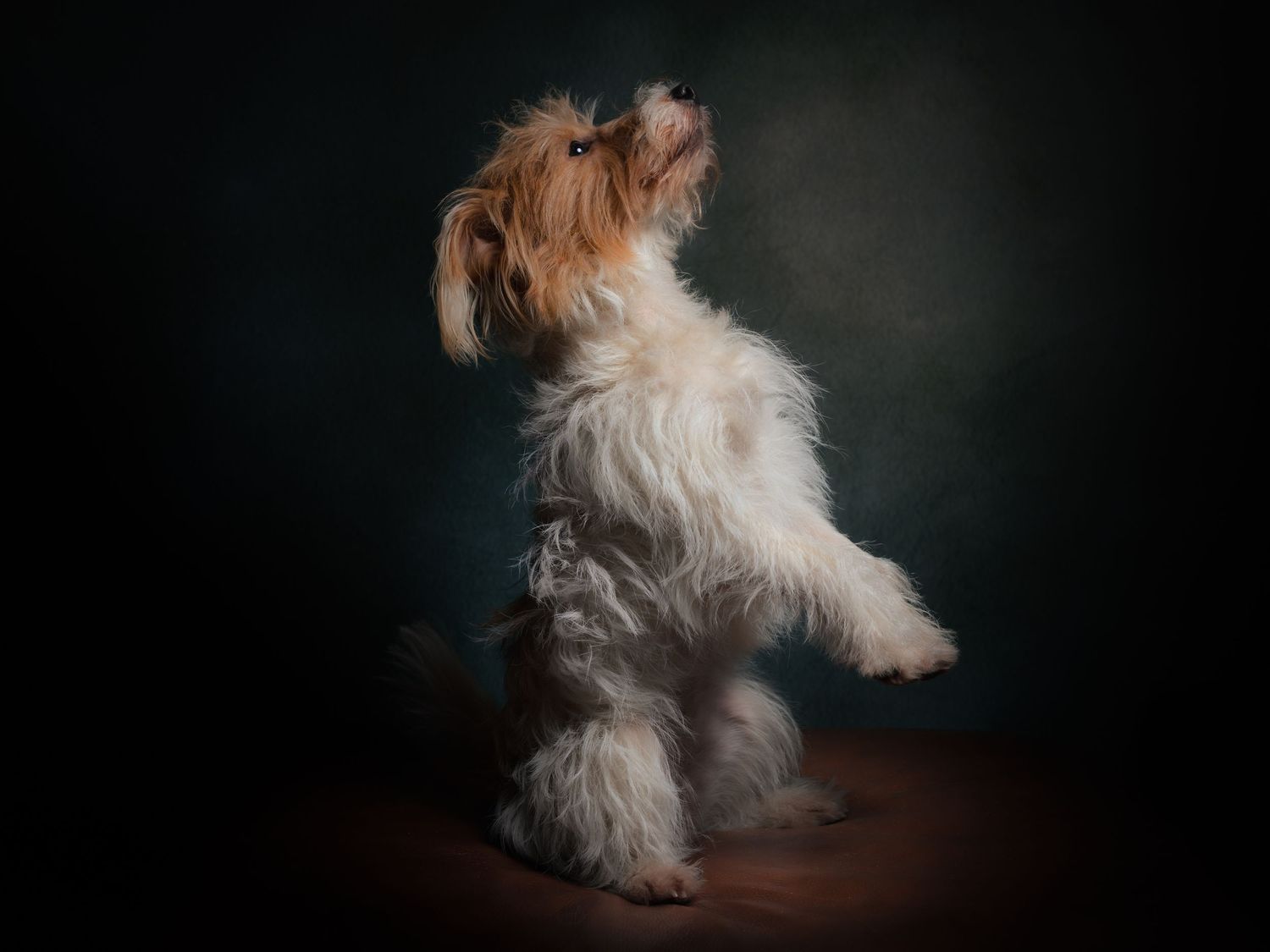 Fluffy small dog standing on hind legs against a dark studio background.