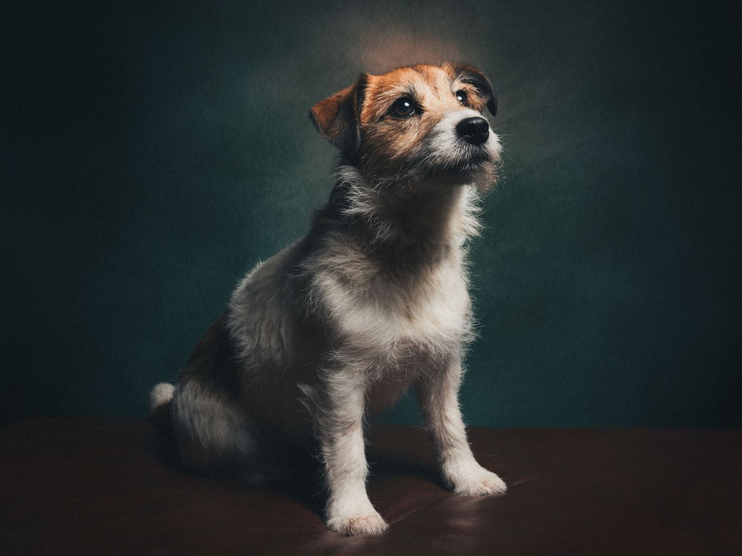 Adorable Jack Russell Terrier puppy sitting and looking up against a dark teal background.