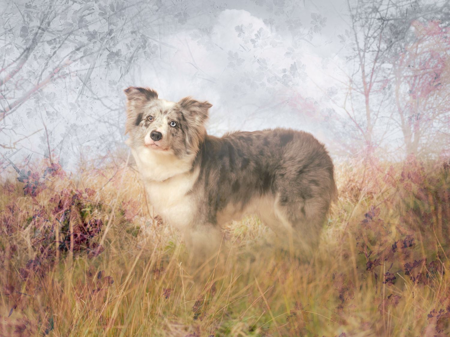 A blue merle Australian Shepherd stands among pink heather in a dreamy, soft-focus forest setting.