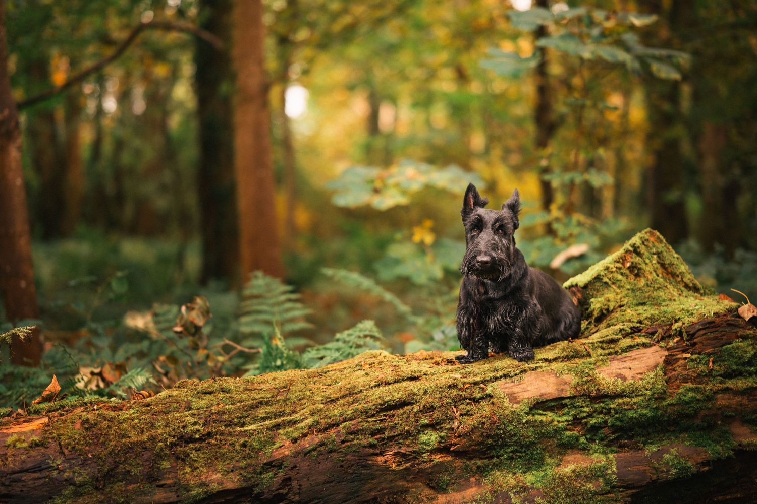 Black Scottish Terrier sitting on a mossy log in a lush green autumn forest.