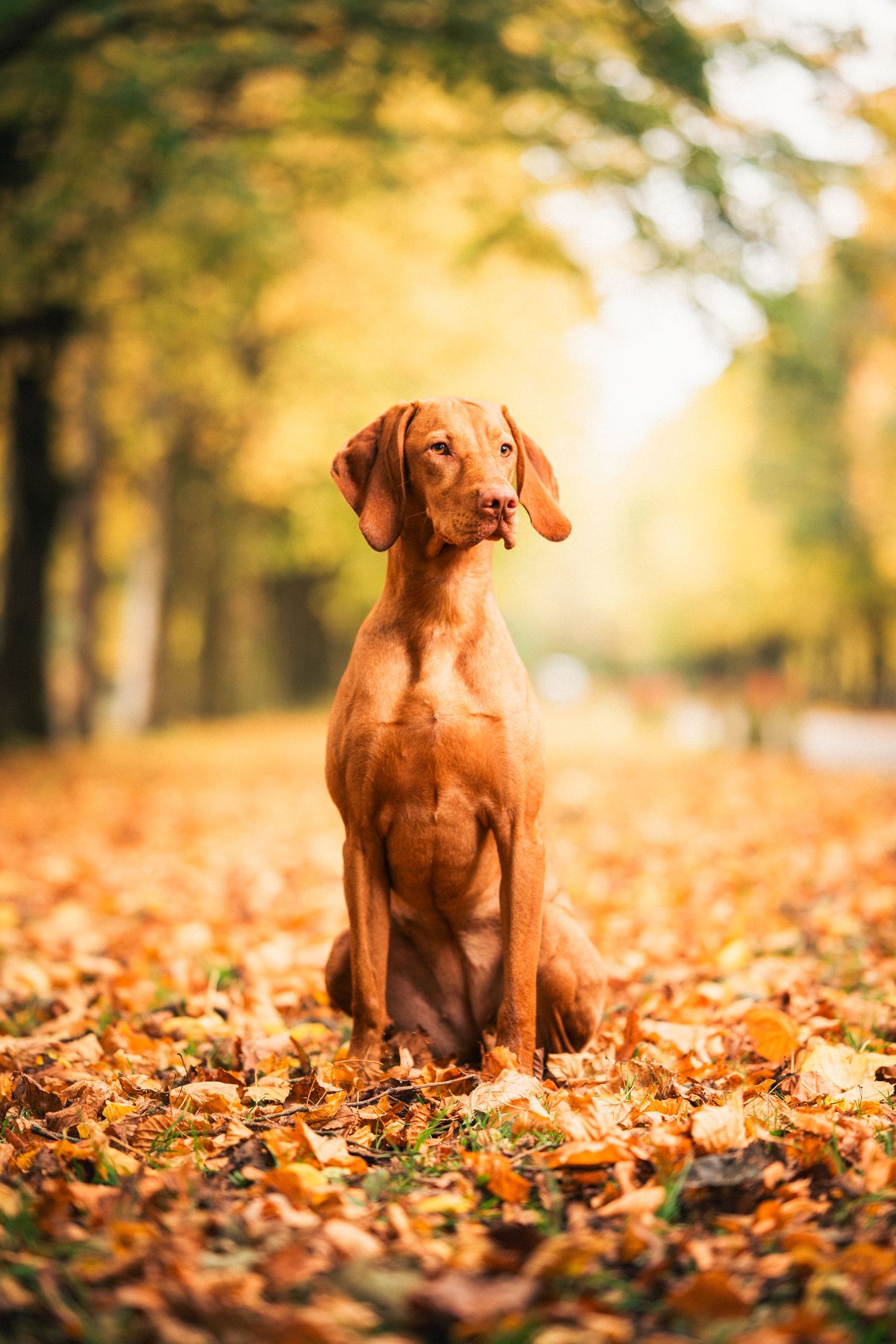 Golden Vizsla dog sitting in a carpet of autumn leaves in a sunlit park.