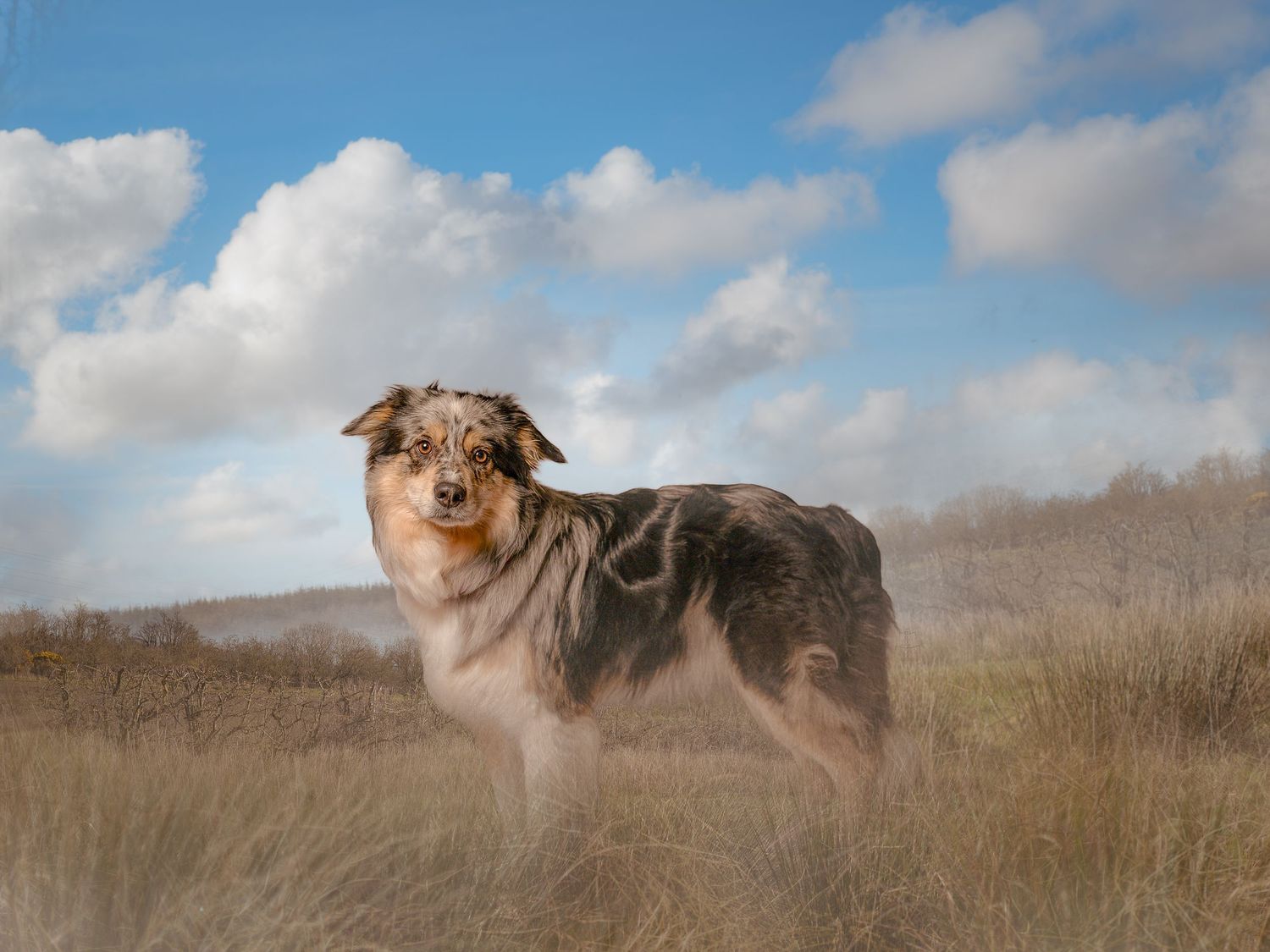 A blue merle Australian Shepherd dog stands in dry golden grass under a dramatic cloudy sky.