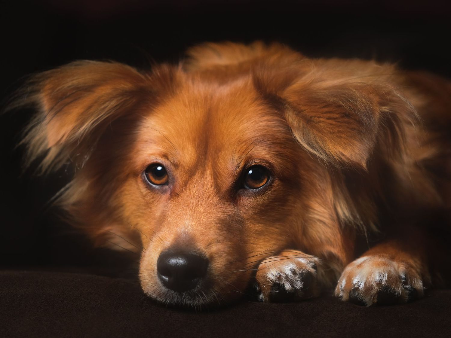 A fluffy golden-brown dog rests its head on its paws, gazing soulfully at the camera against a dark background.