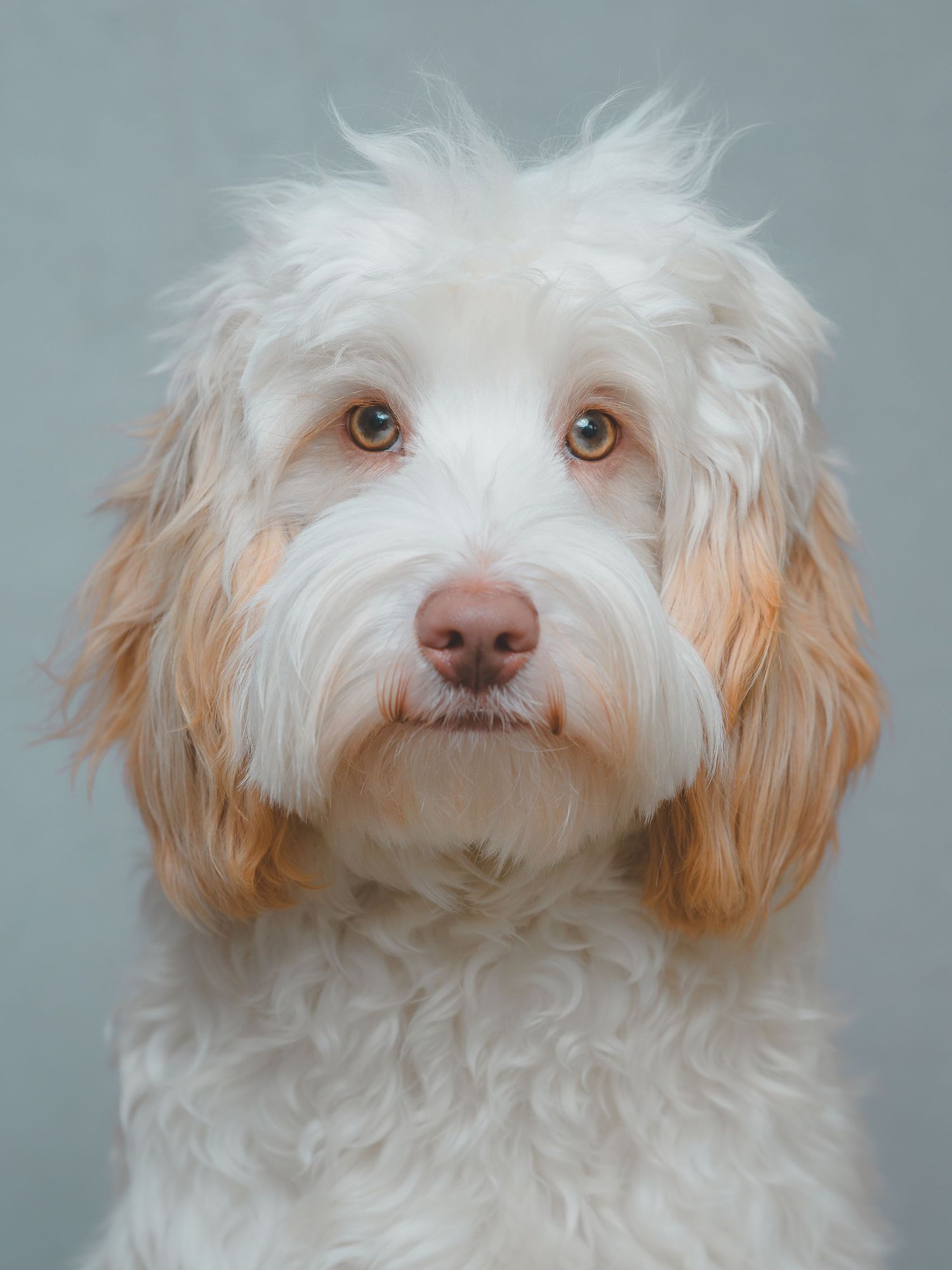A fluffy white and apricot Labradoodle with warm brown eyes poses against a soft gray background.