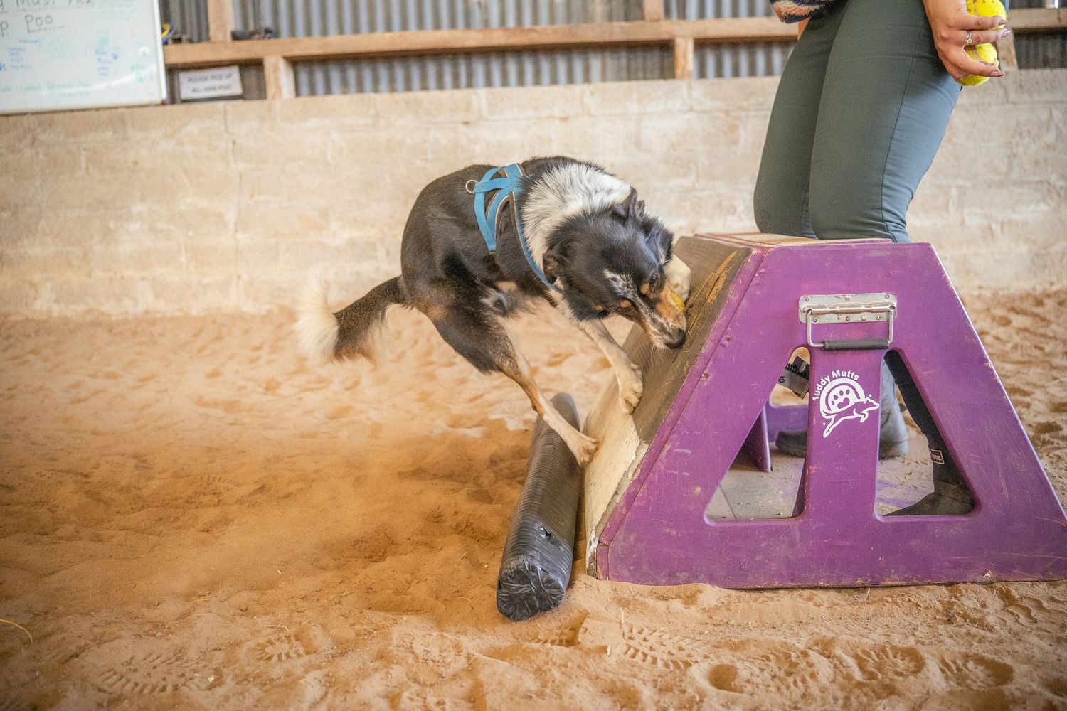 A border collie dog leaping off a purple agility box in a sandy indoor training arena.