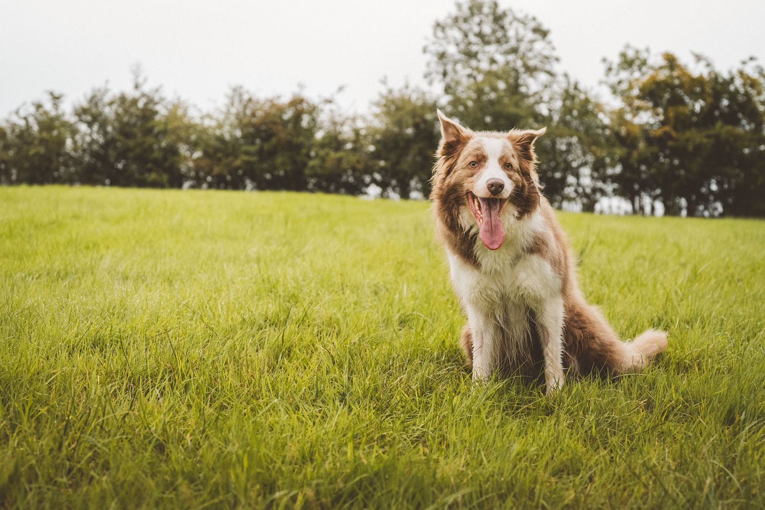 A happy Border Collie dog sitting on lush green grass with tongue out, trees in background on a cloudy day.