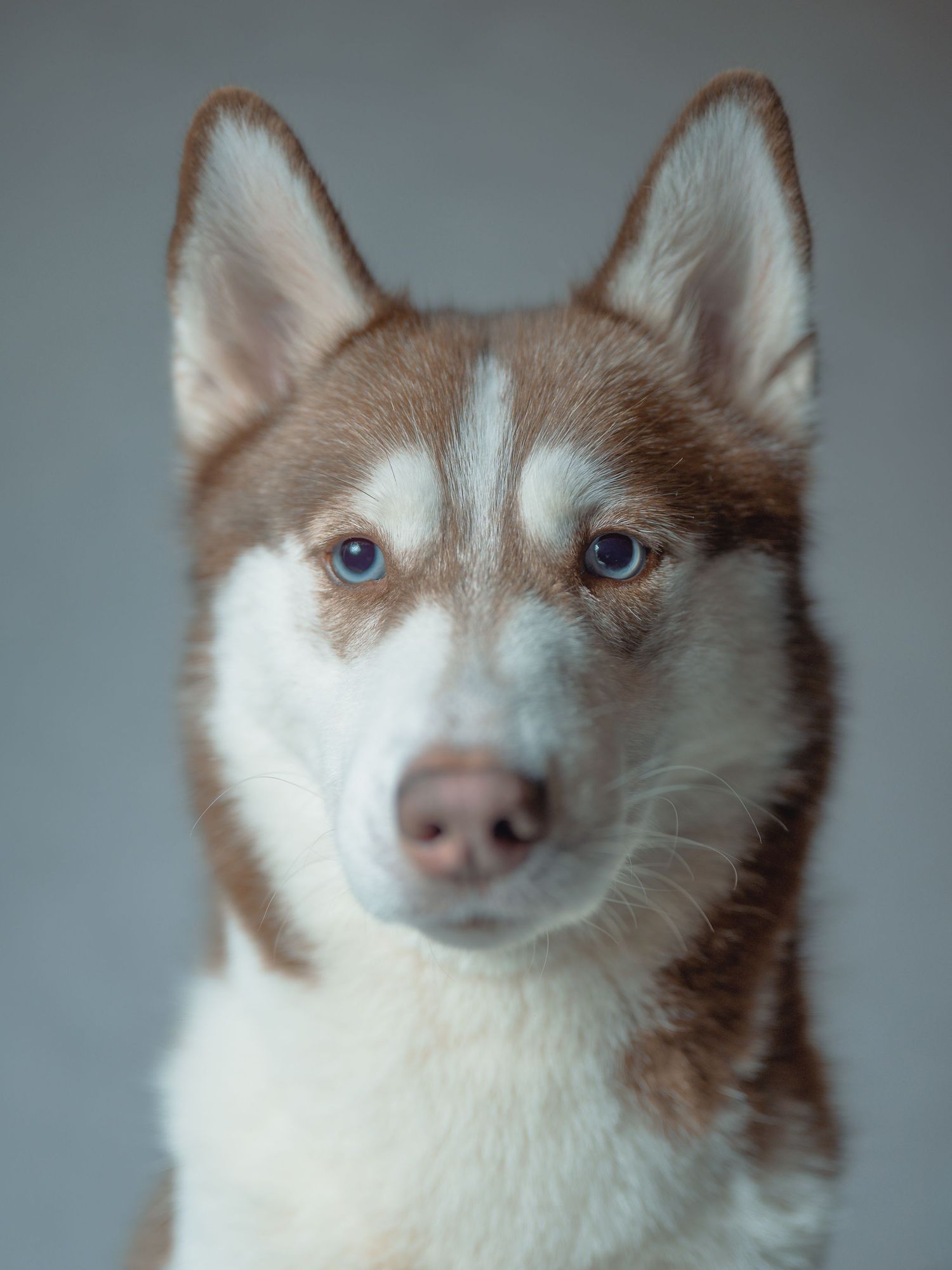 A red and white Siberian Husky with striking blue eyes poses against a neutral gray background.