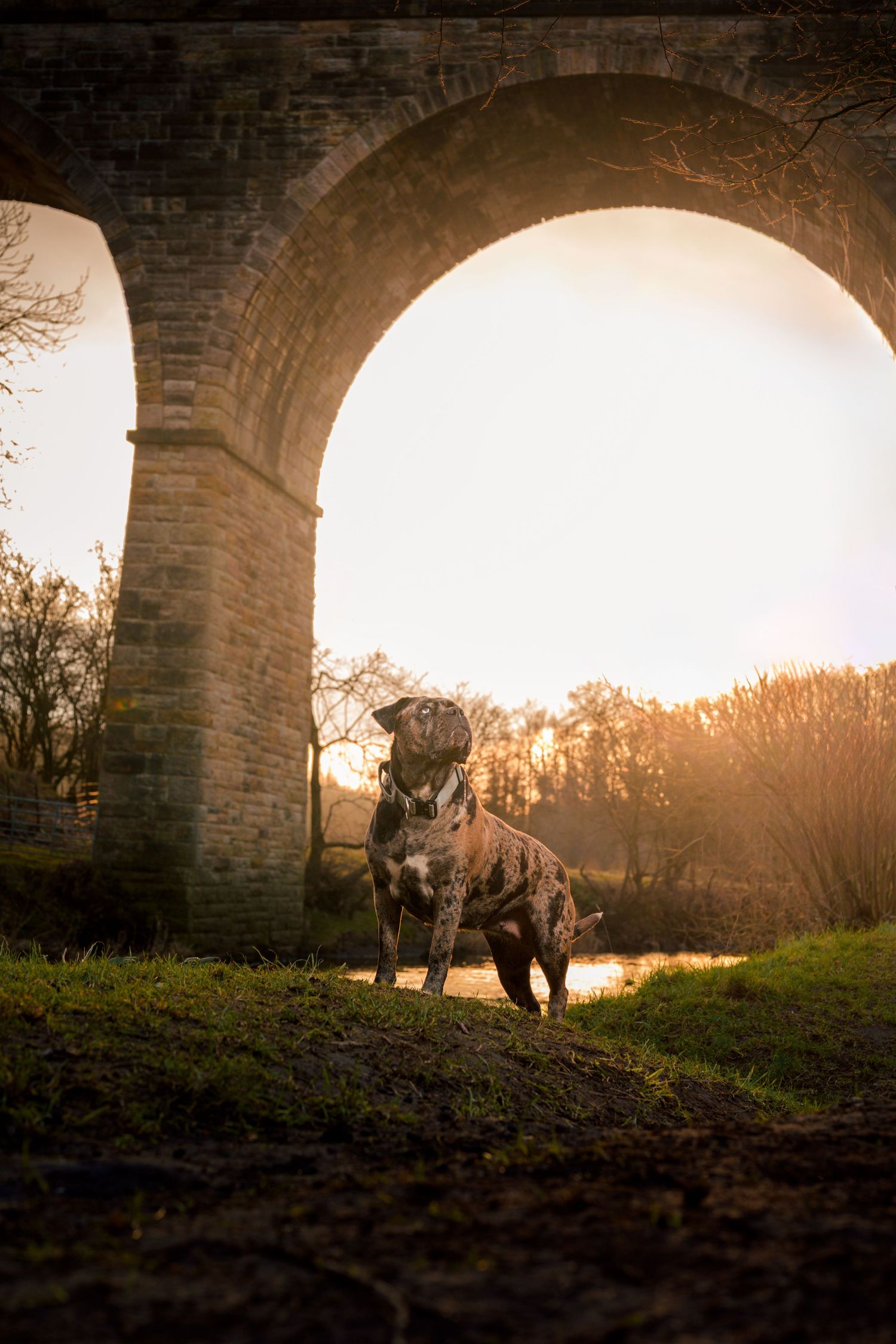 Brindle Staffordshire Bull Terrier standing under a stone viaduct arch at golden sunset.