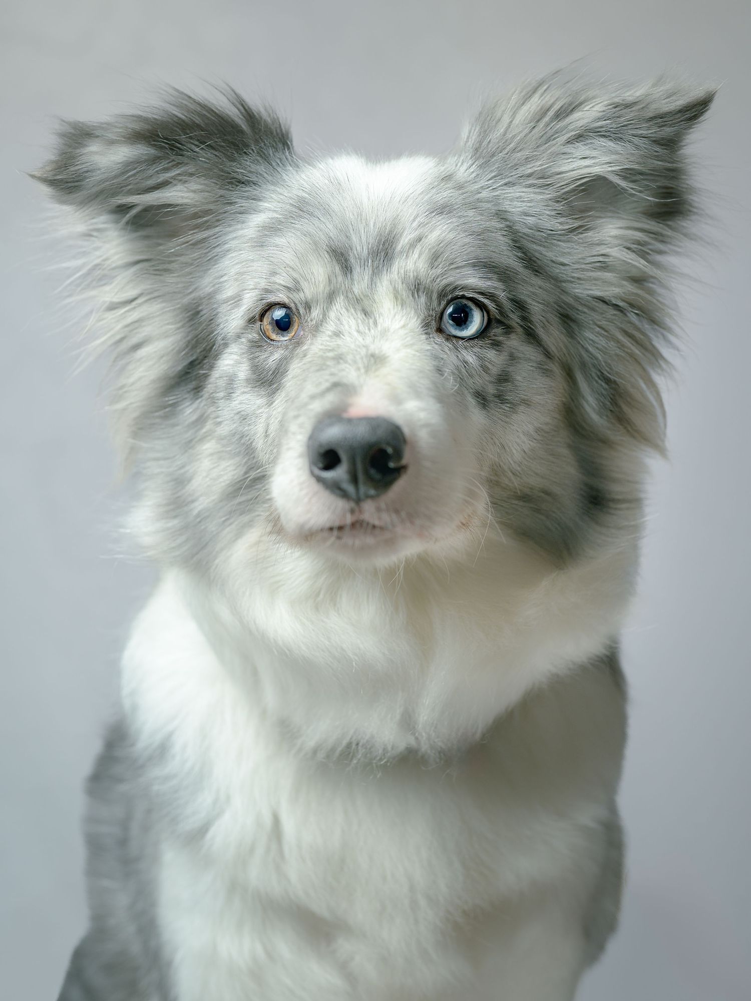A blue merle Border Collie with heterochromia eyes sits attentively against a light gray background.