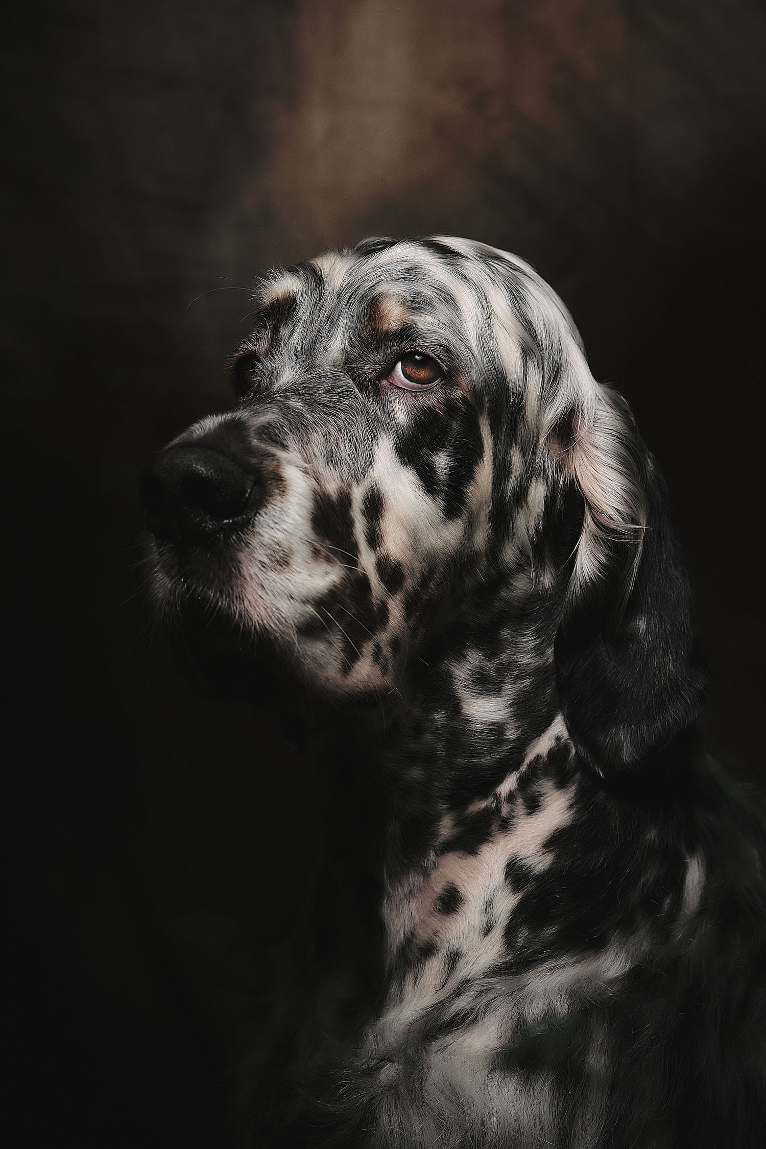 A striking English Setter dog with black and white spotted coat poses against a dark studio background in a dramatic portrait.