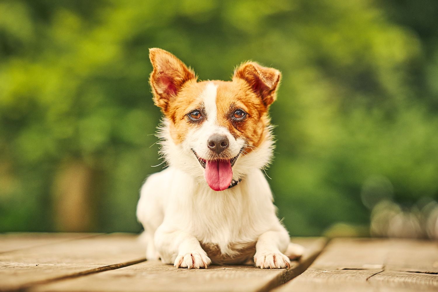 An adorable red and white Corgi puppy lies on a wooden deck with tongue out in a sunny garden.